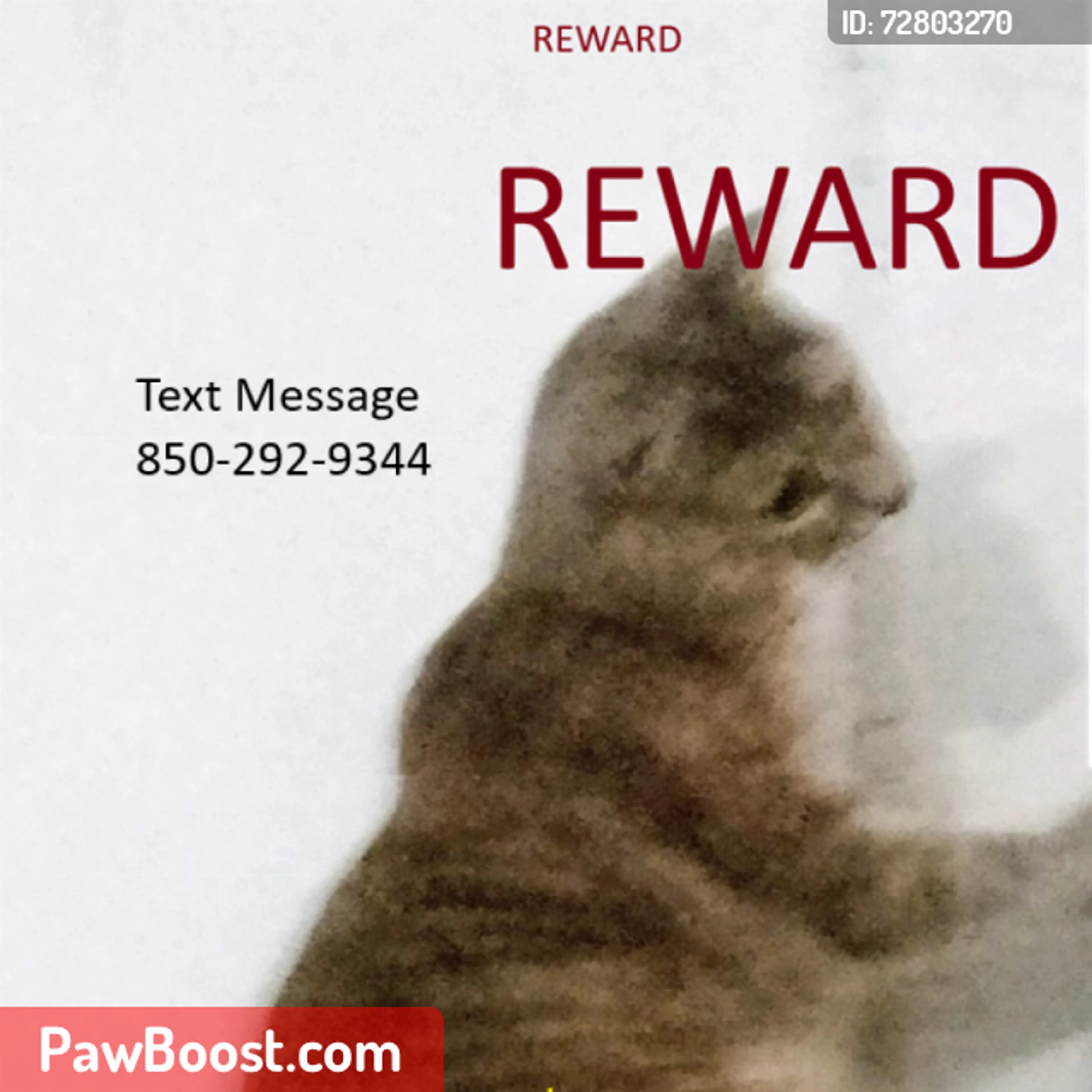Lost pet