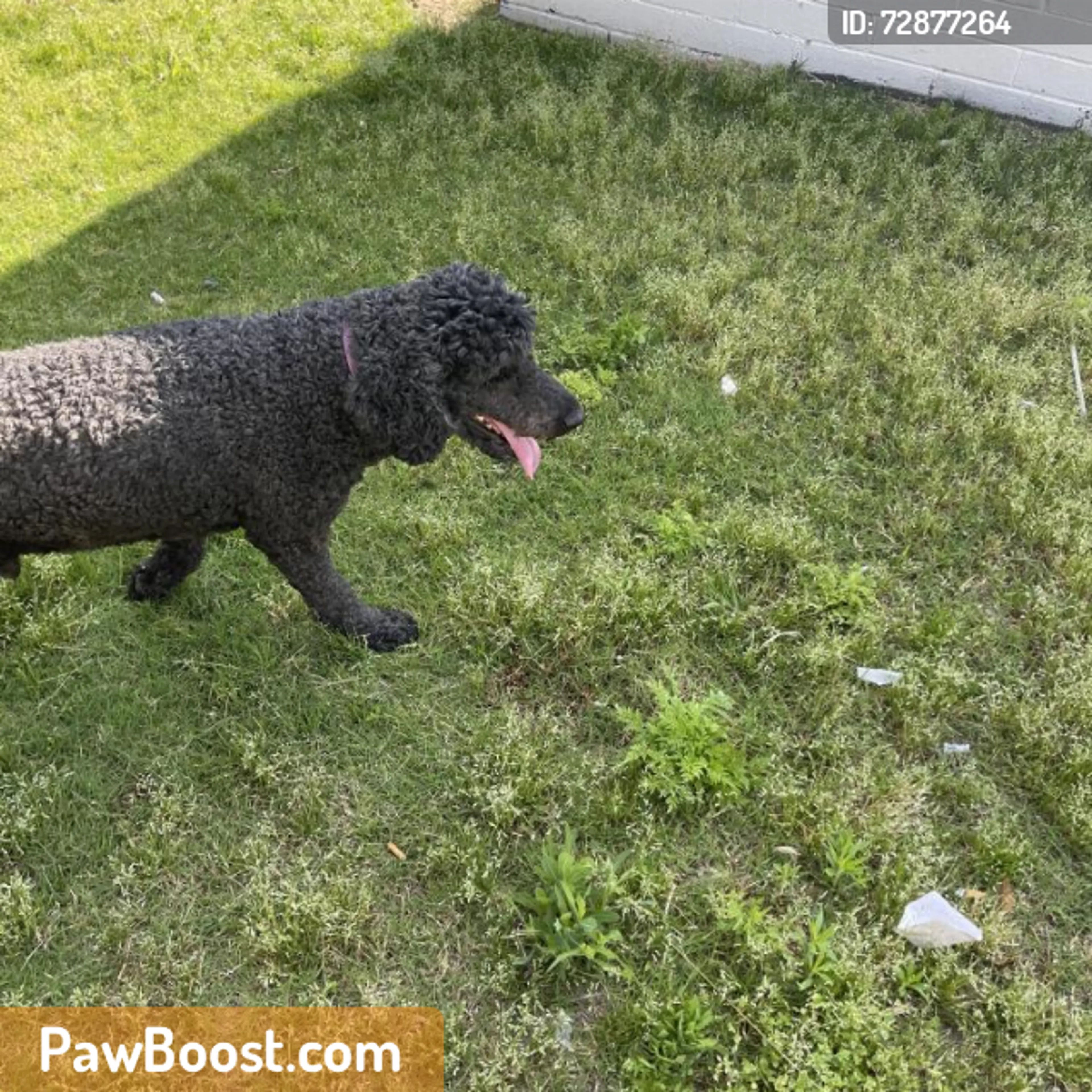 Found pet