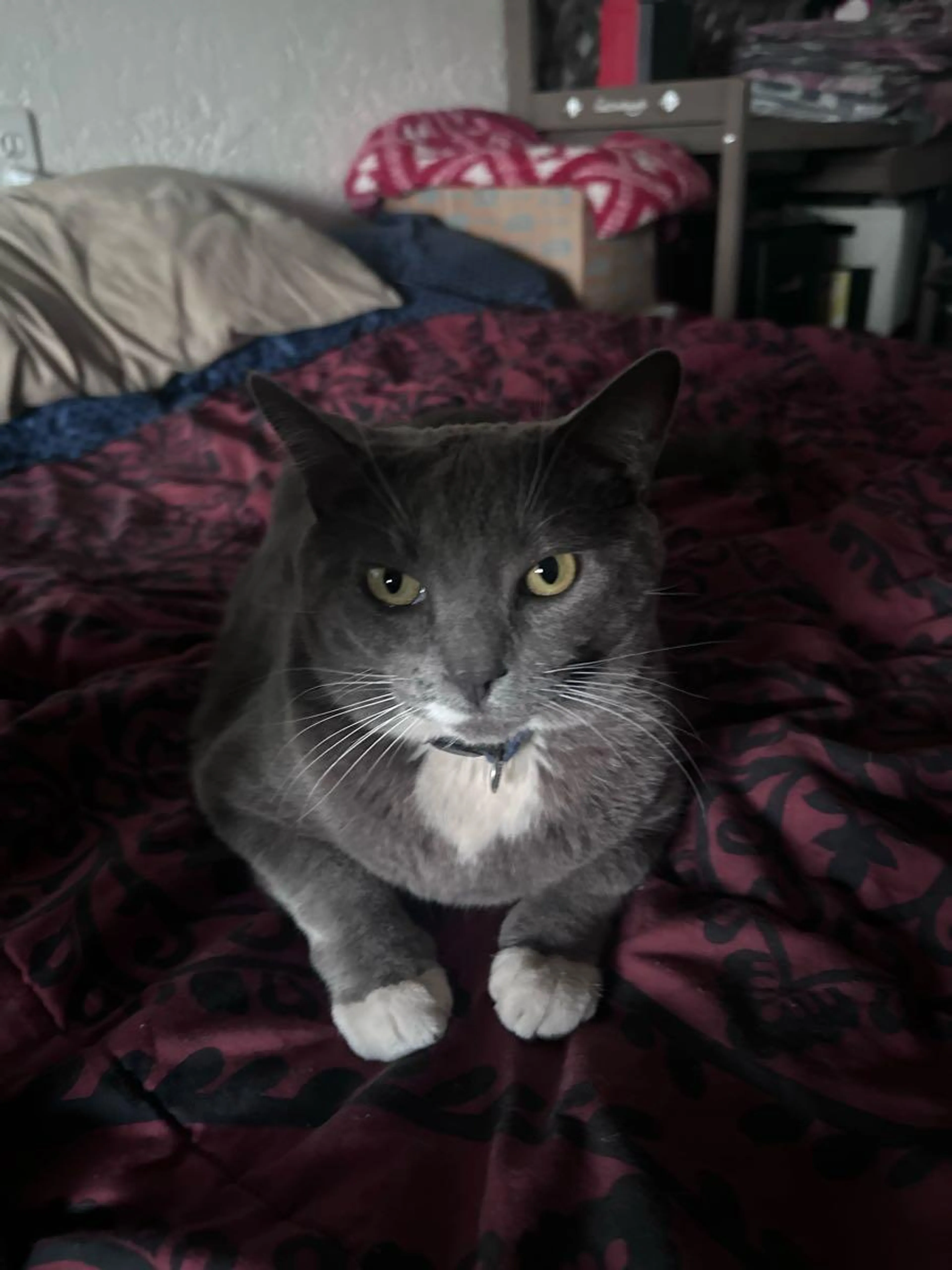 cdn image