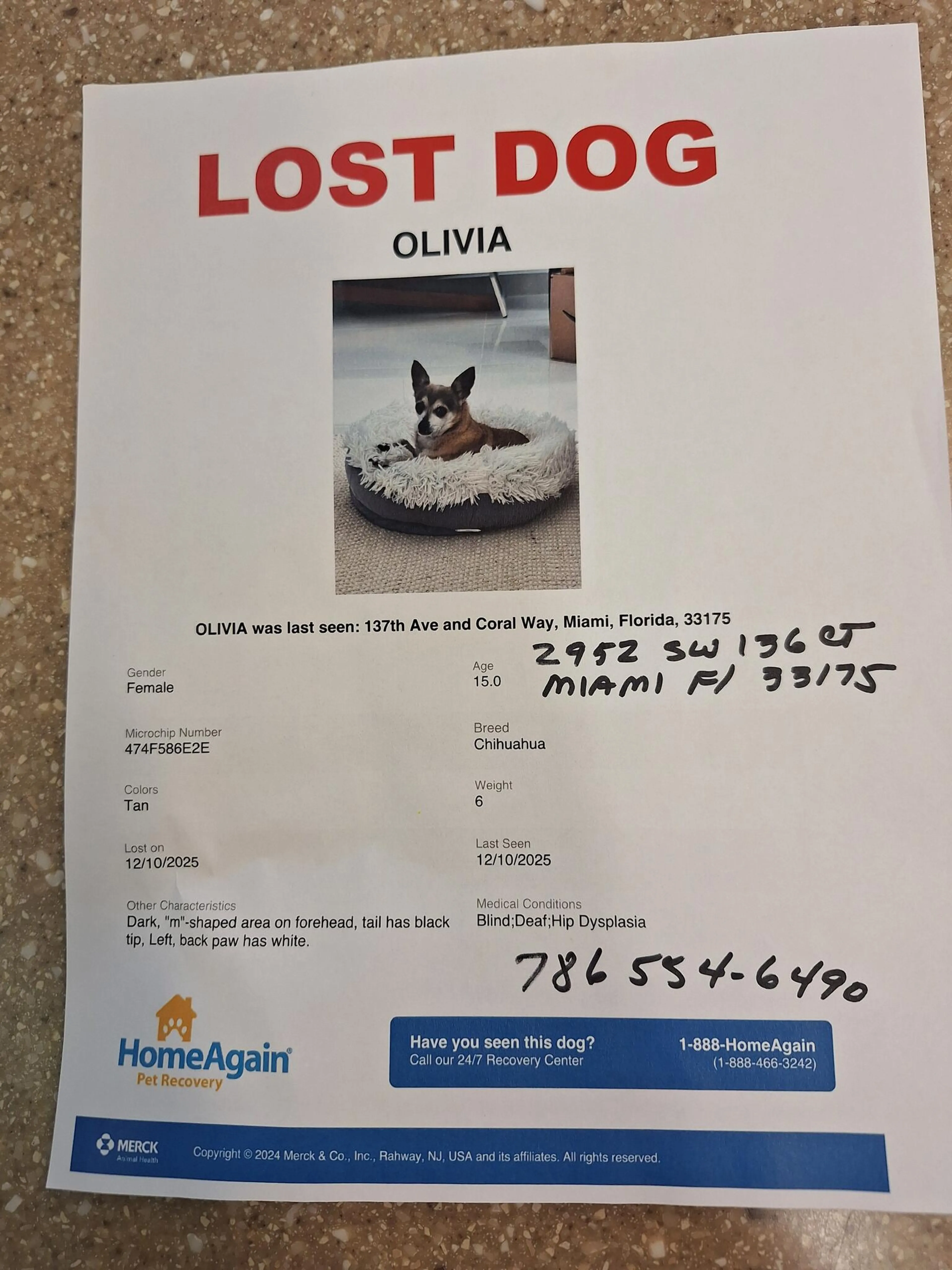 Lost pet