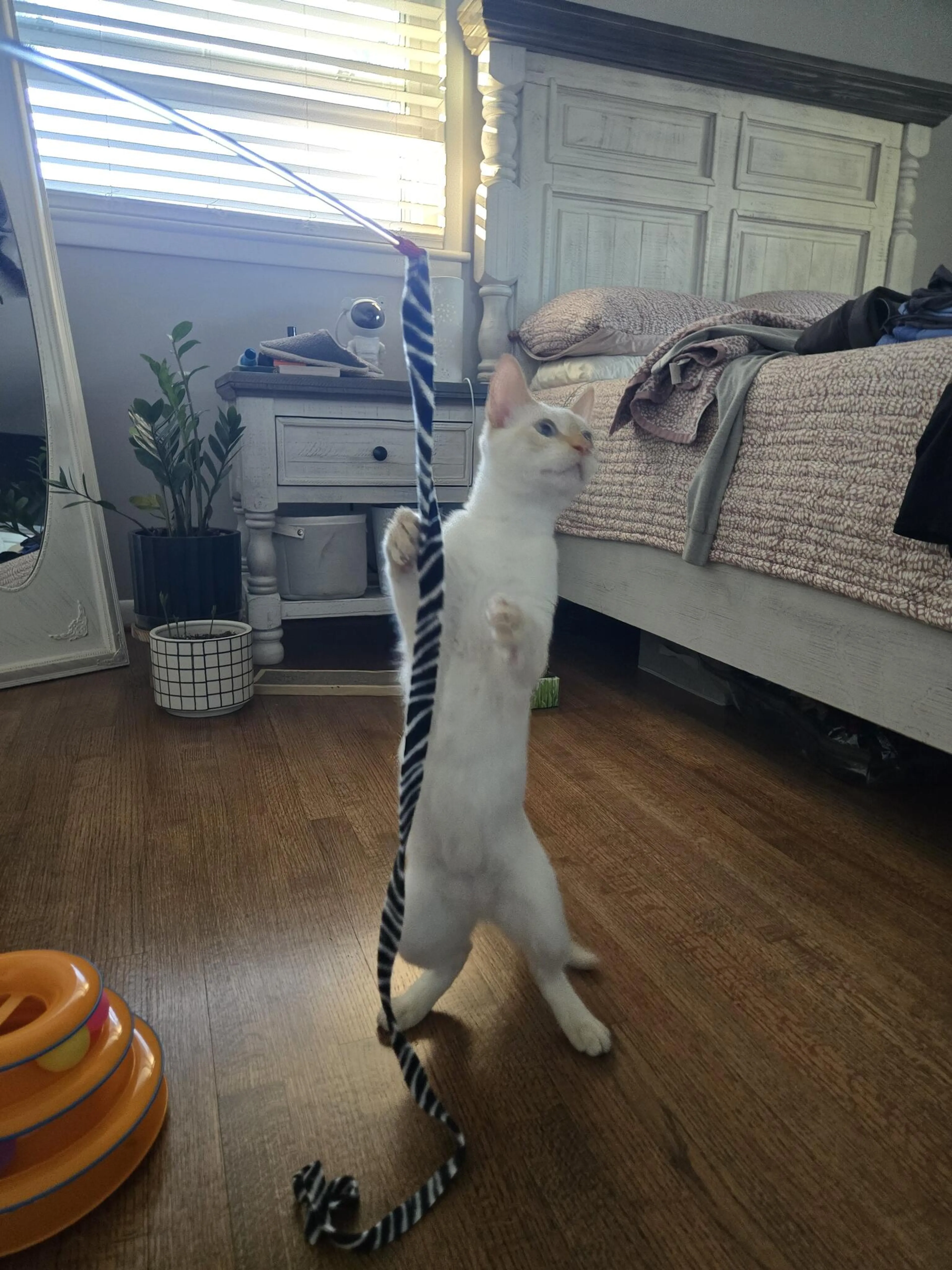Lost pet