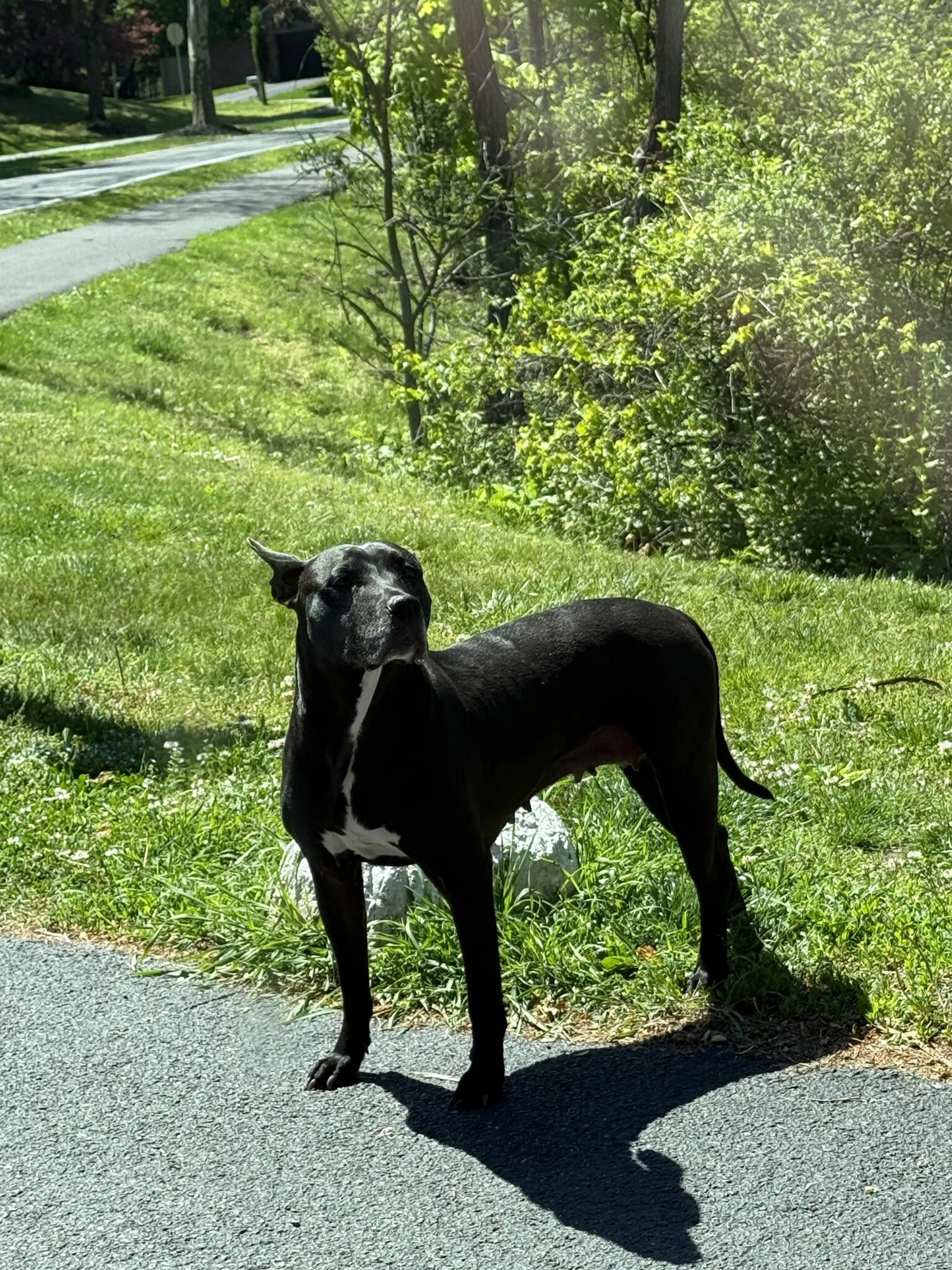 Found pet