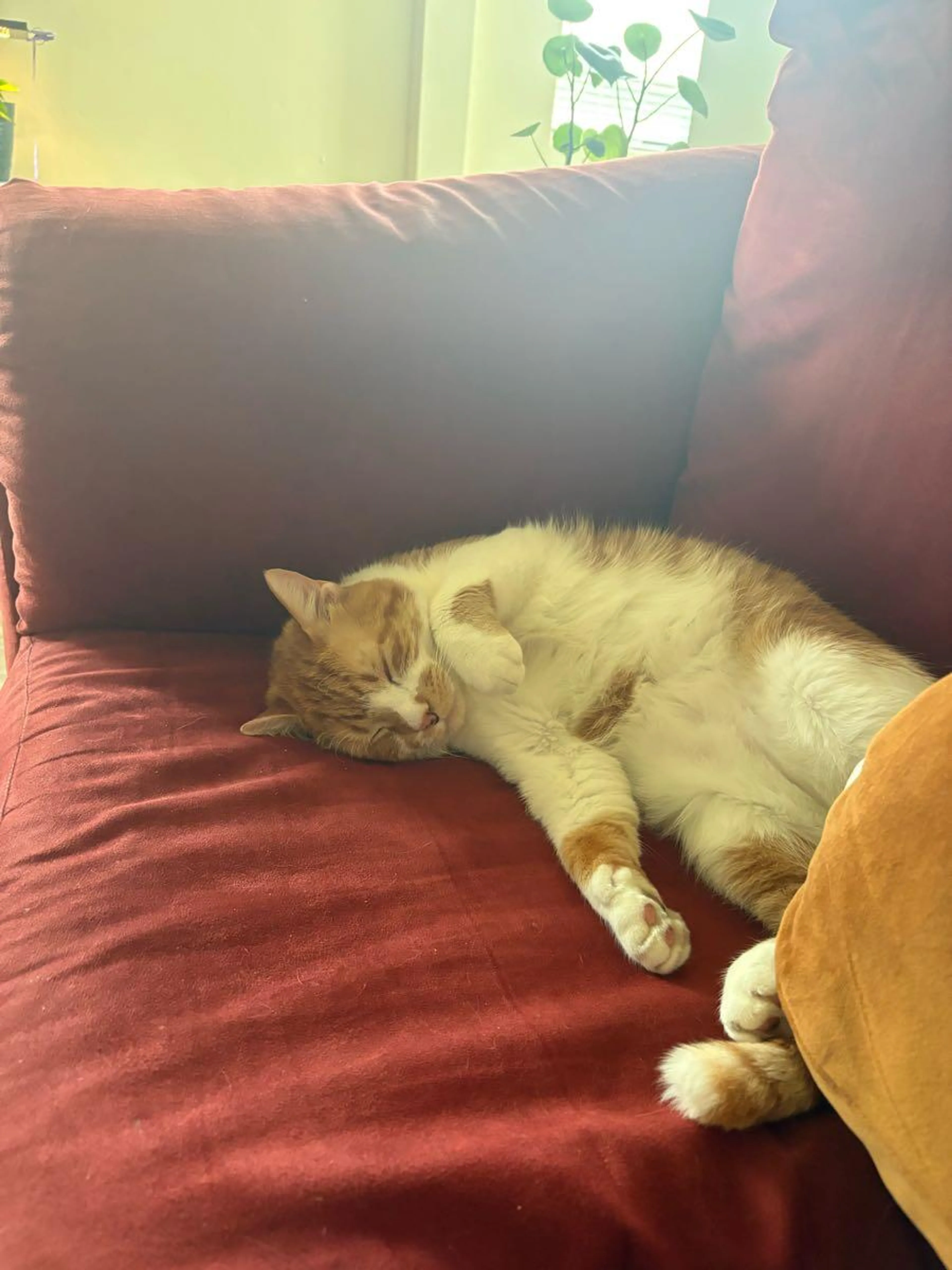 Lost pet