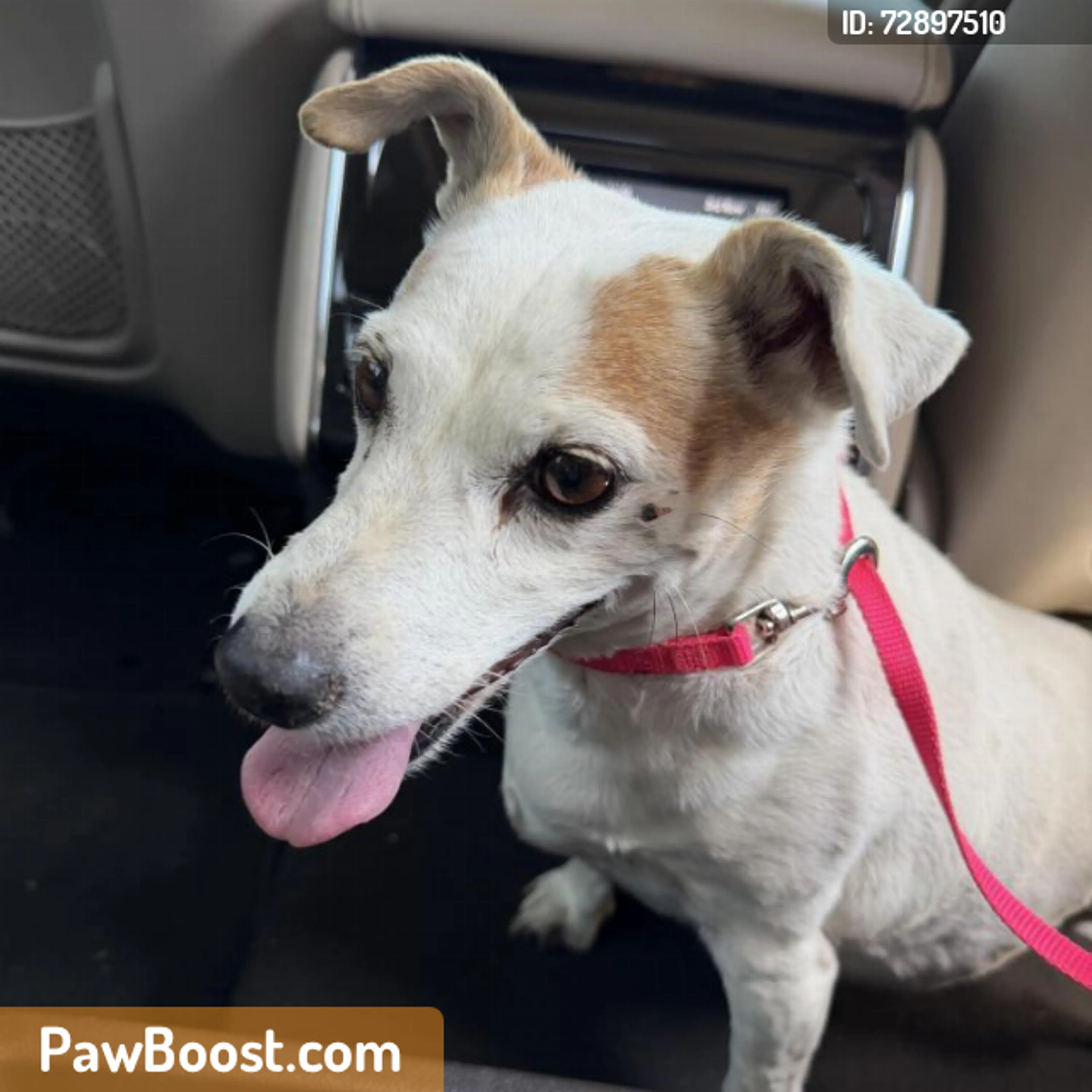 Found pet