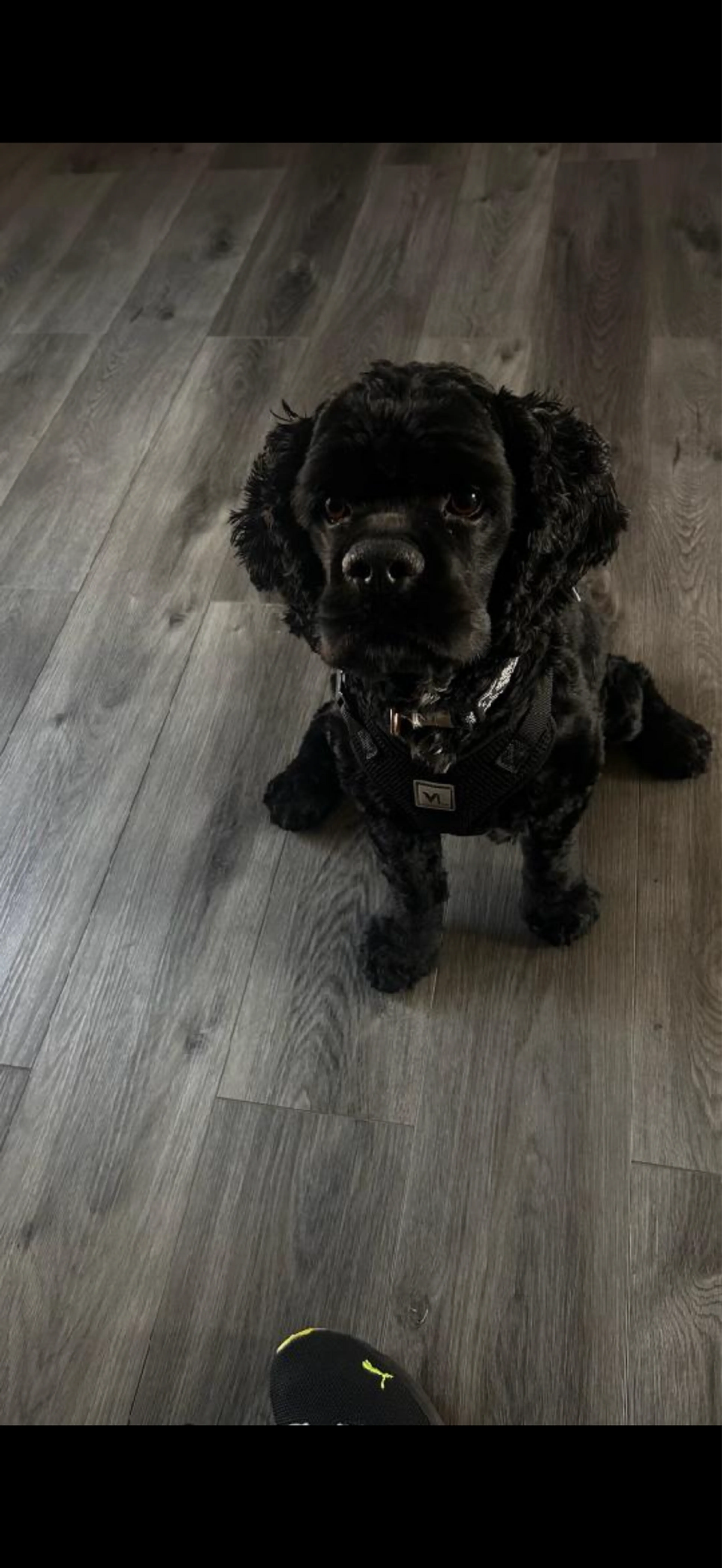 Lost pet