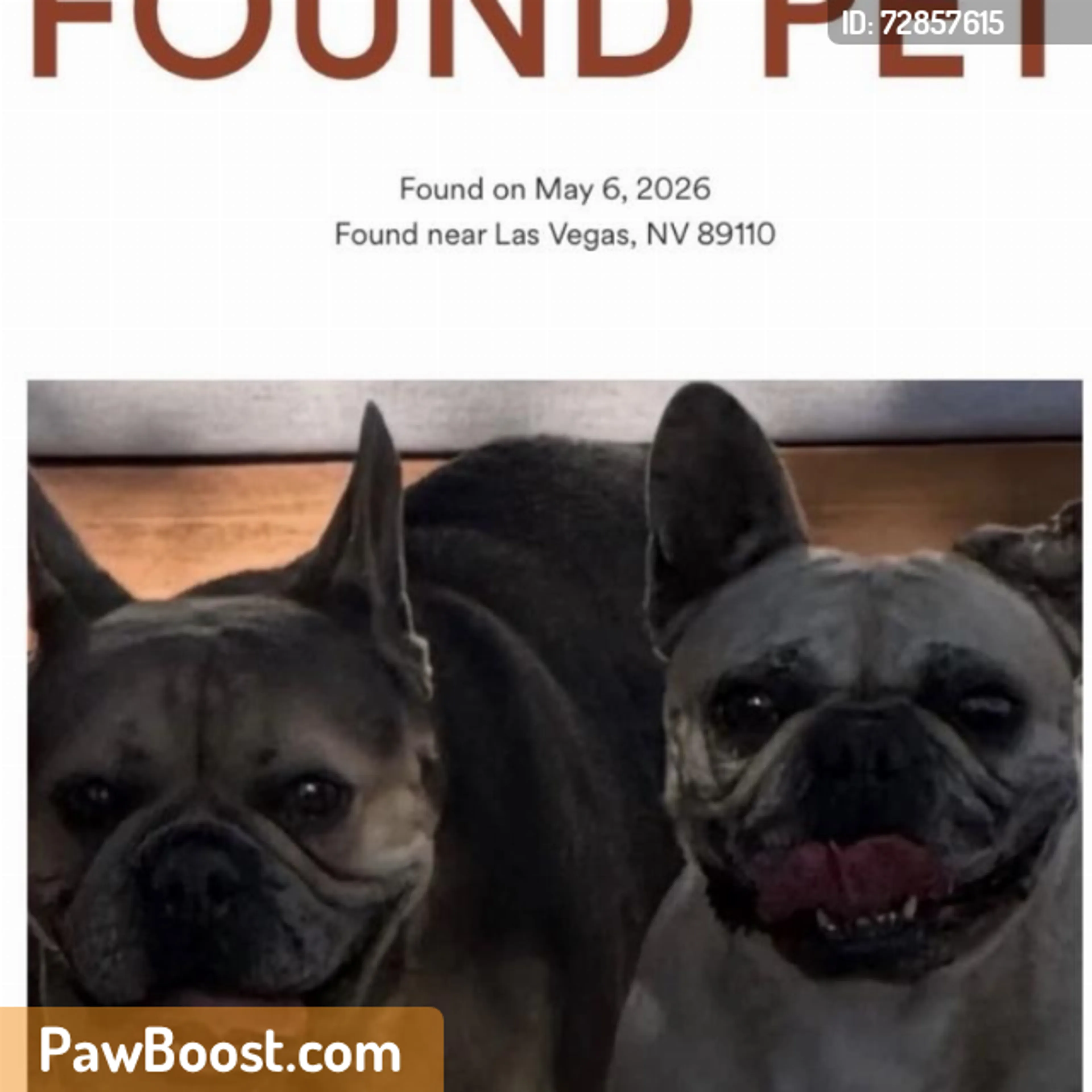 Found pet