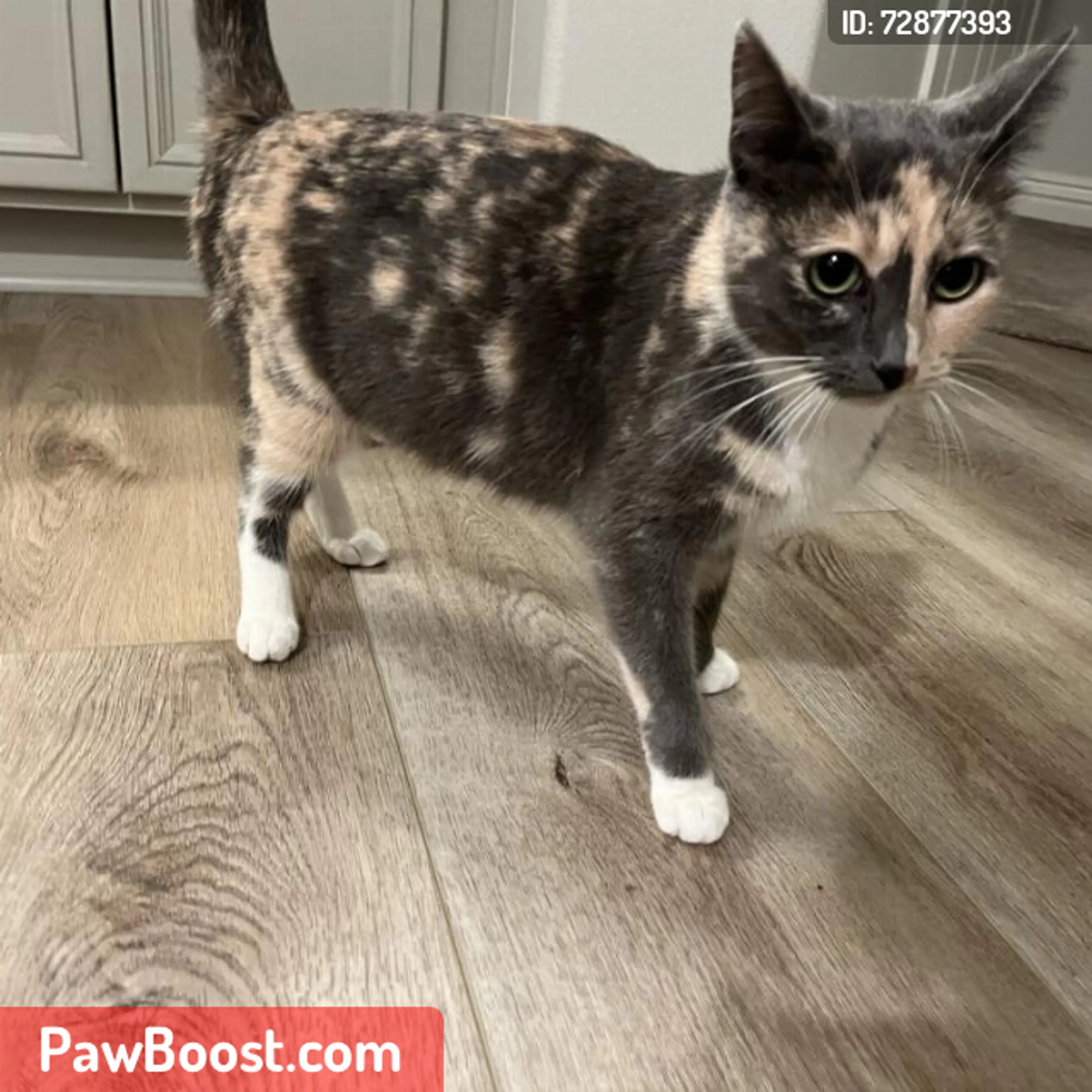Lost pet