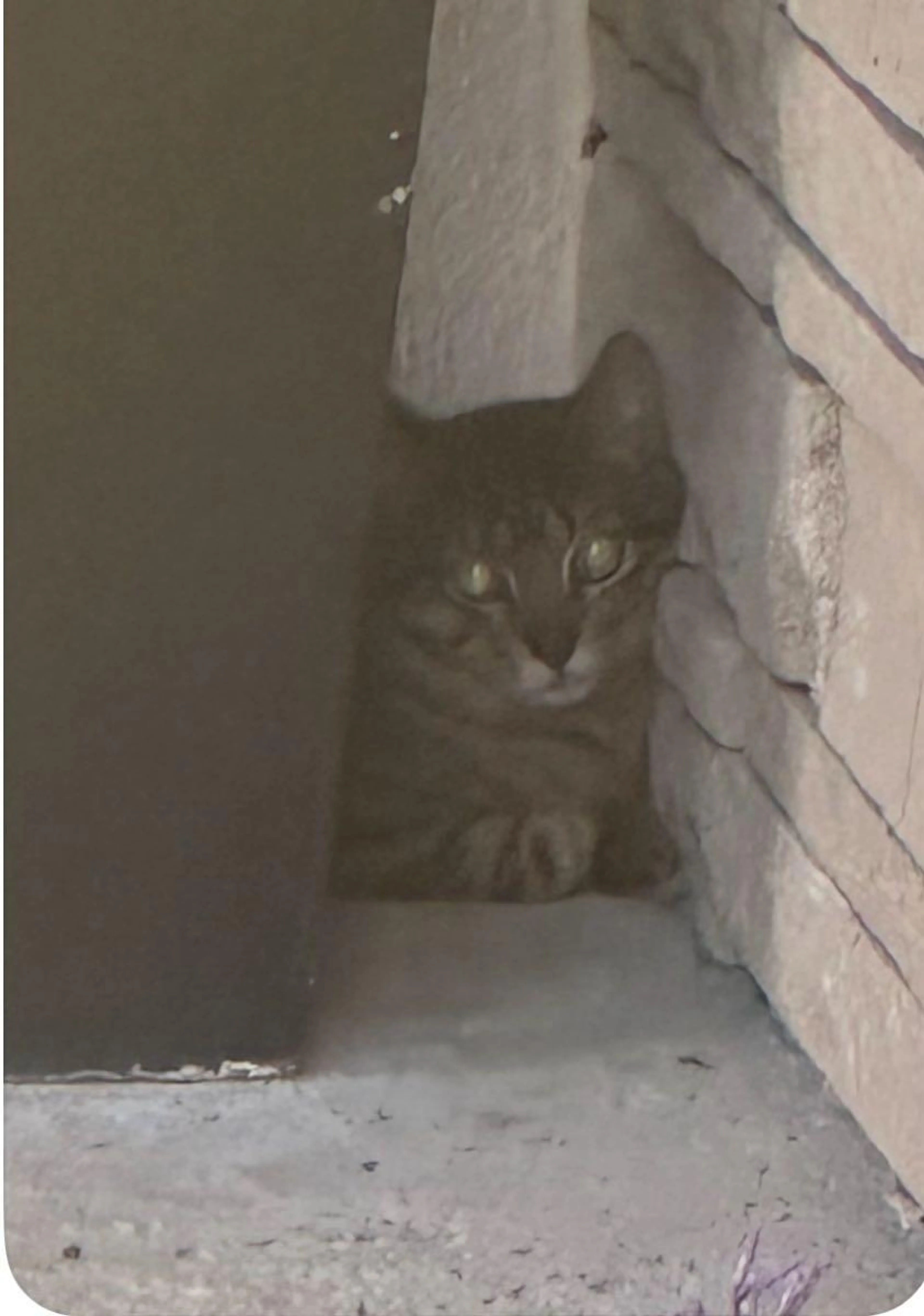 Found pet