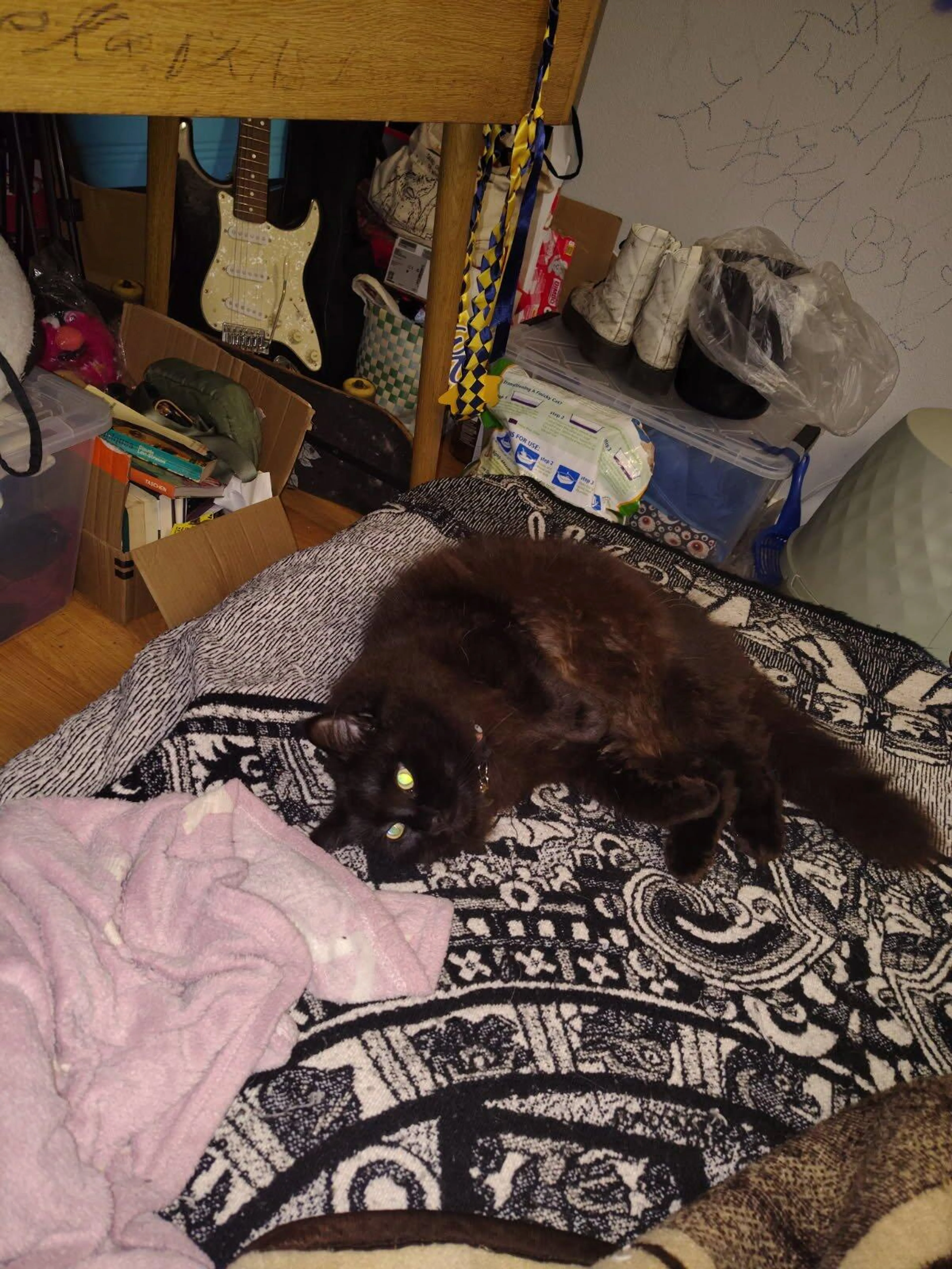 Lost pet