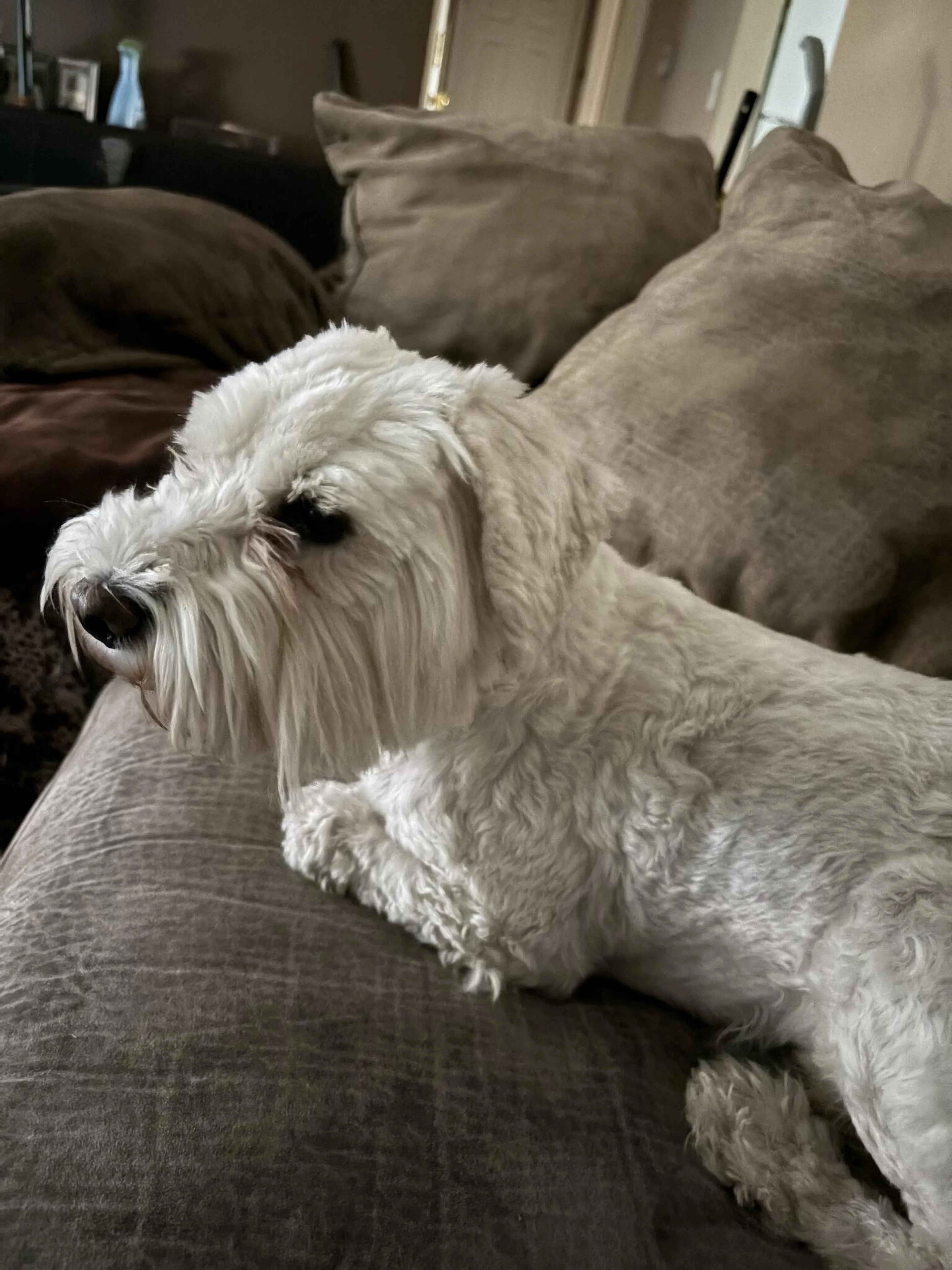 cdn image