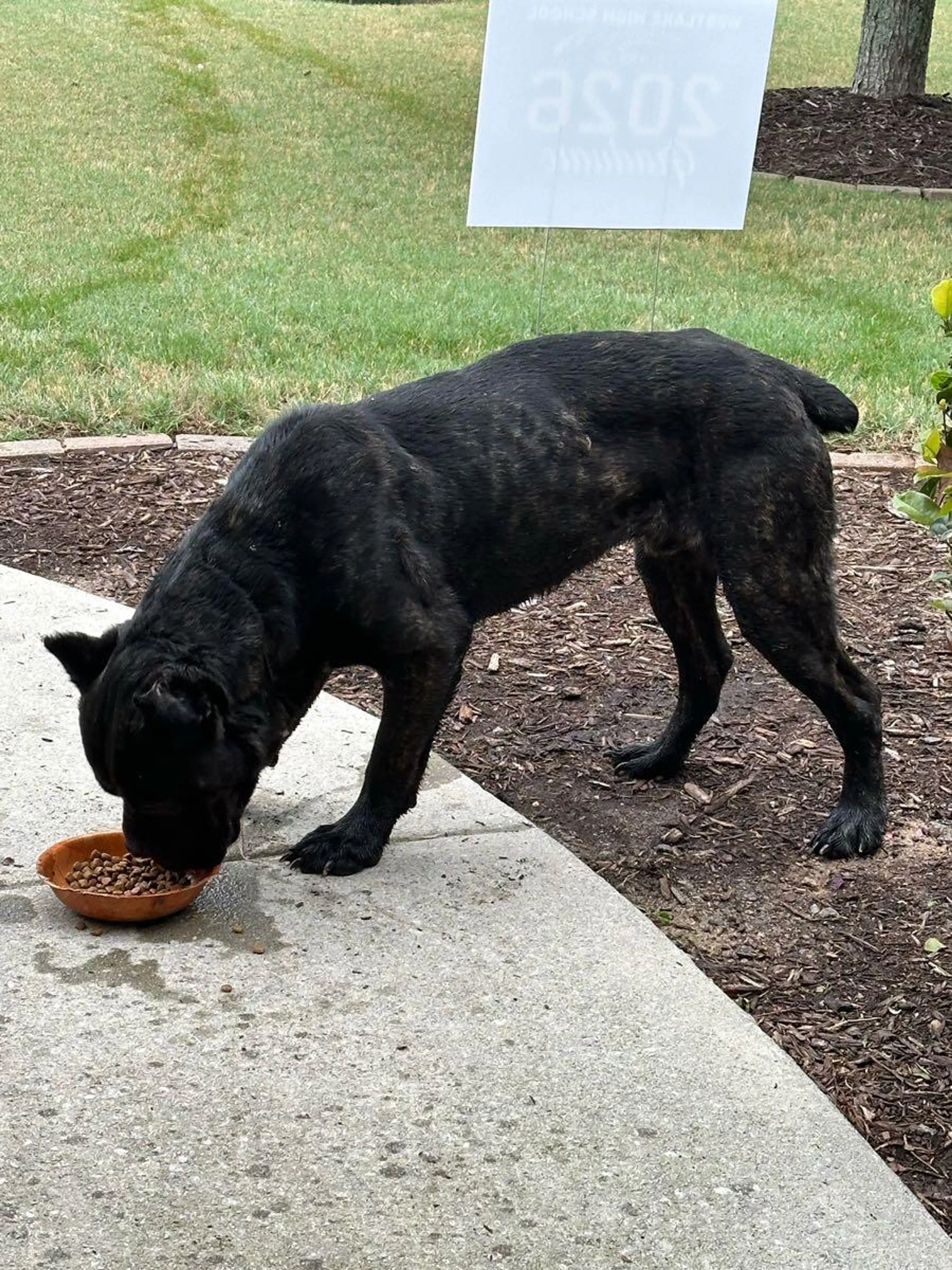 Found pet
