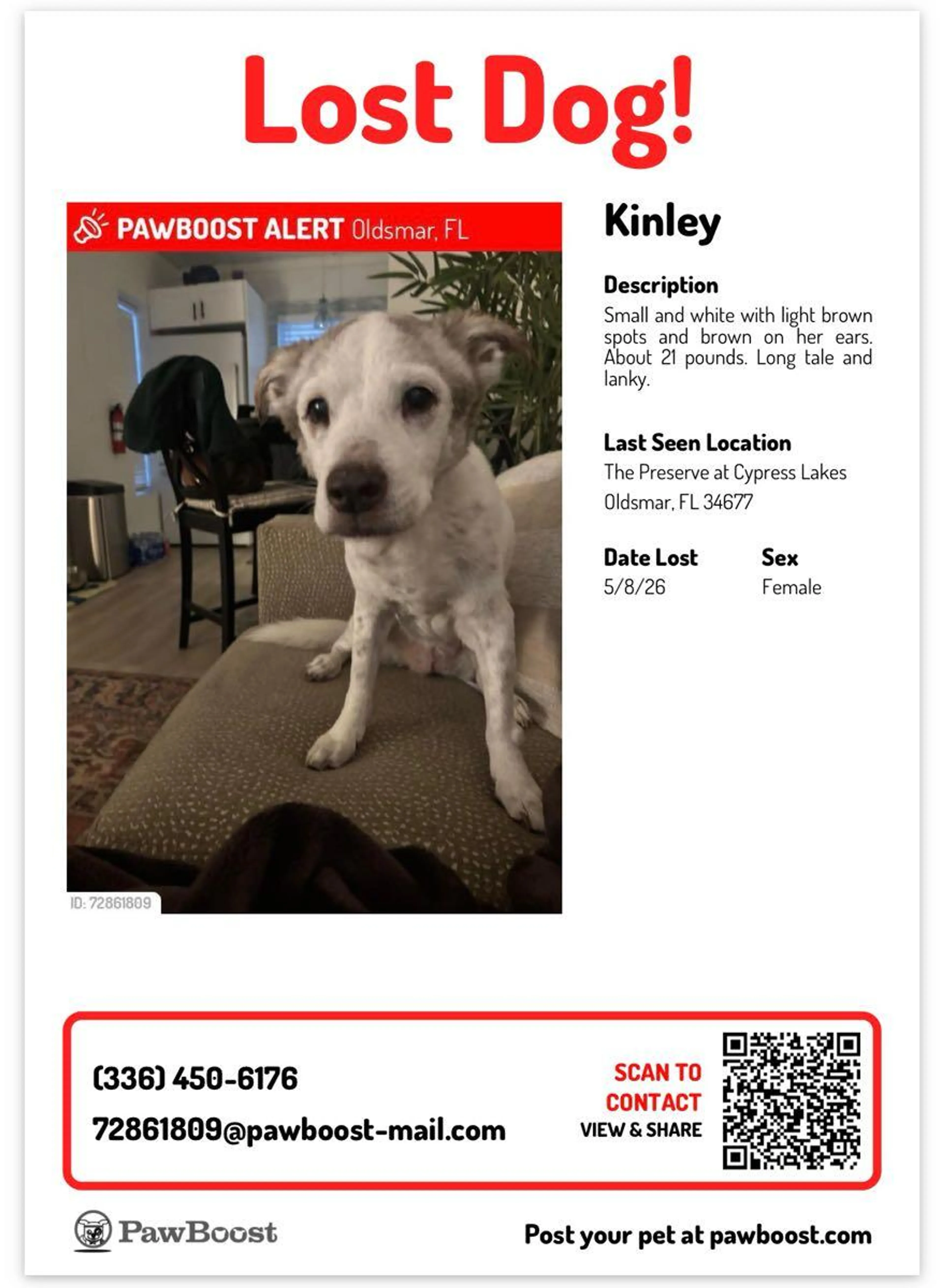 Lost pet