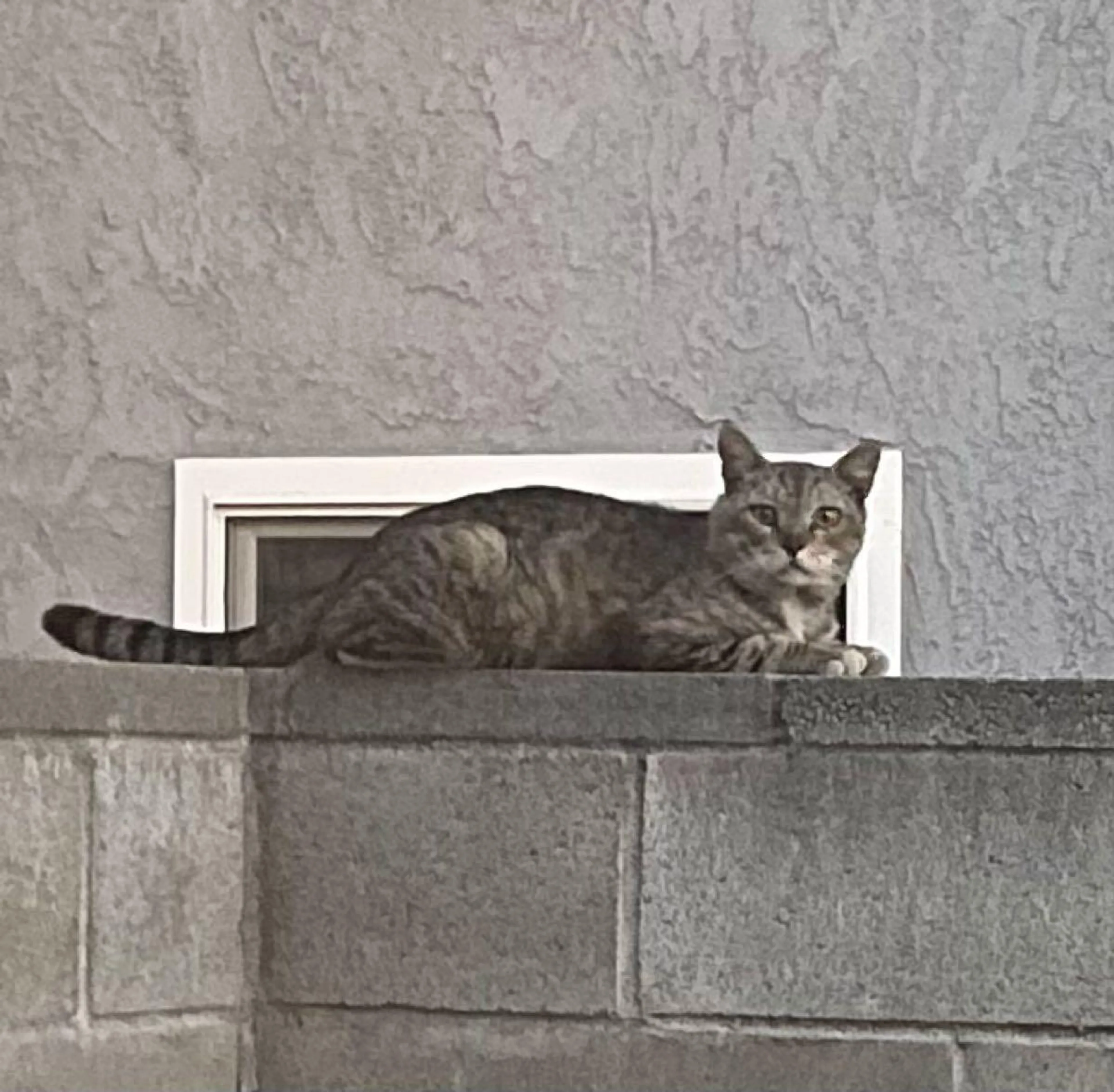 Found pet