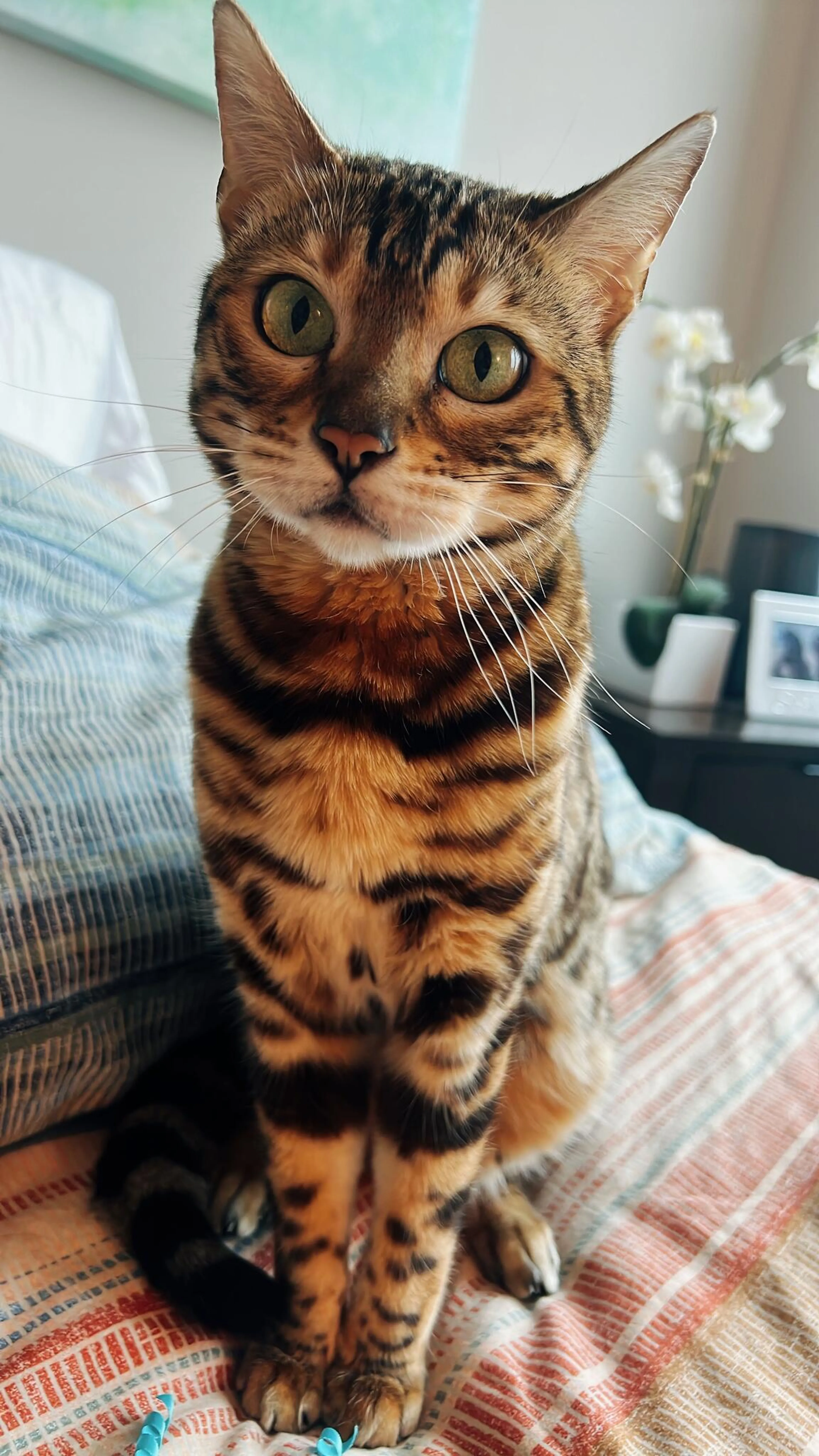 Lost pet