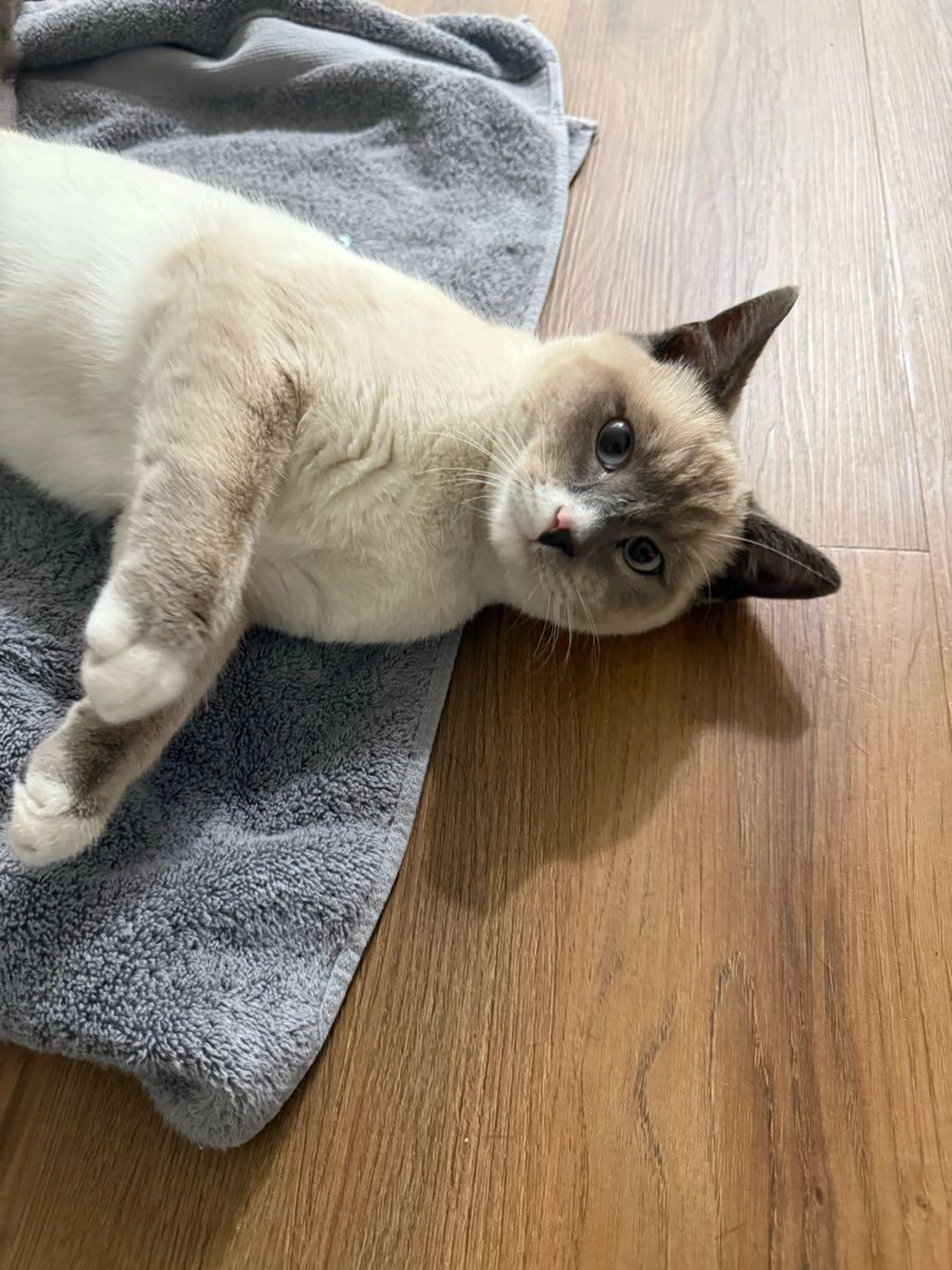 Found pet