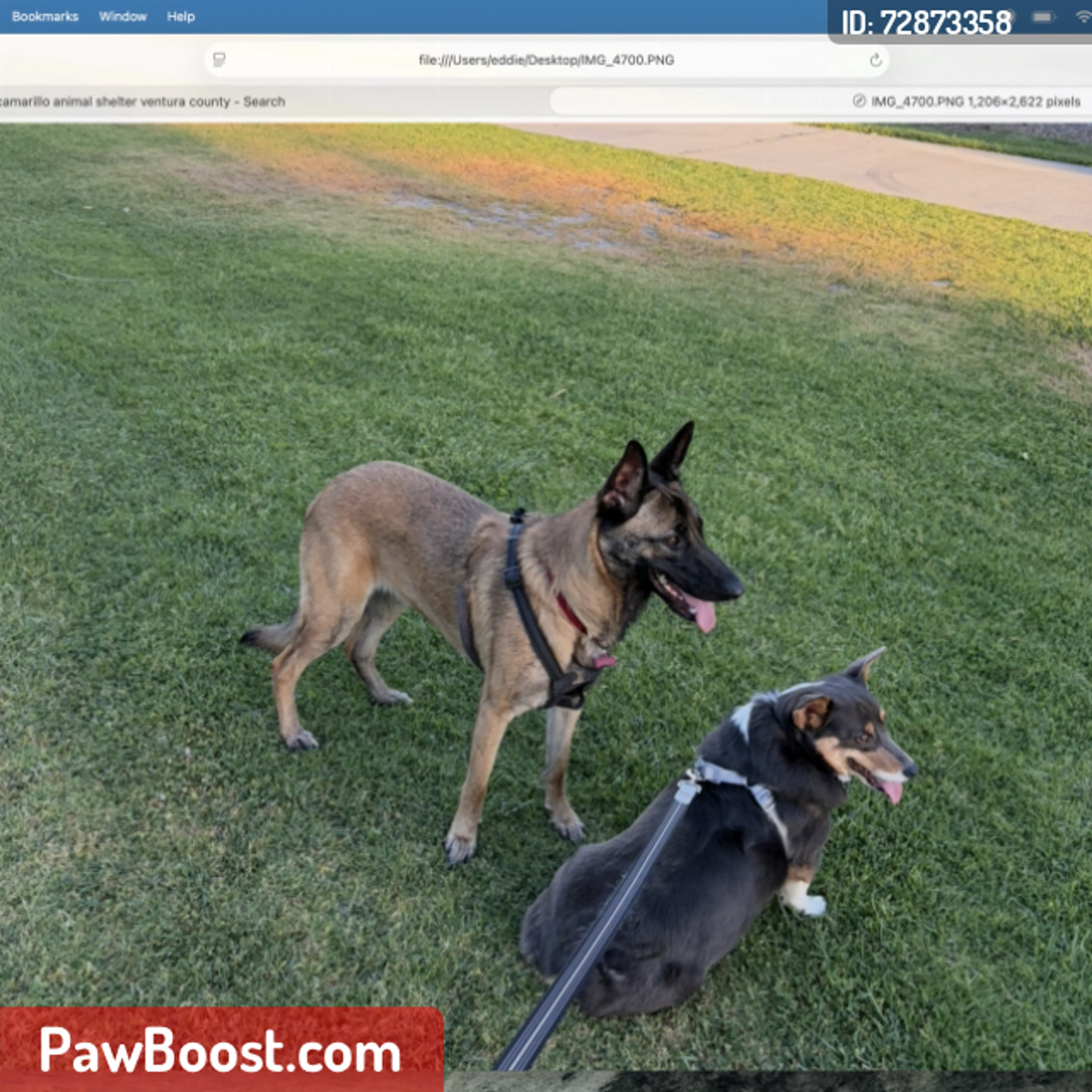Lost pet