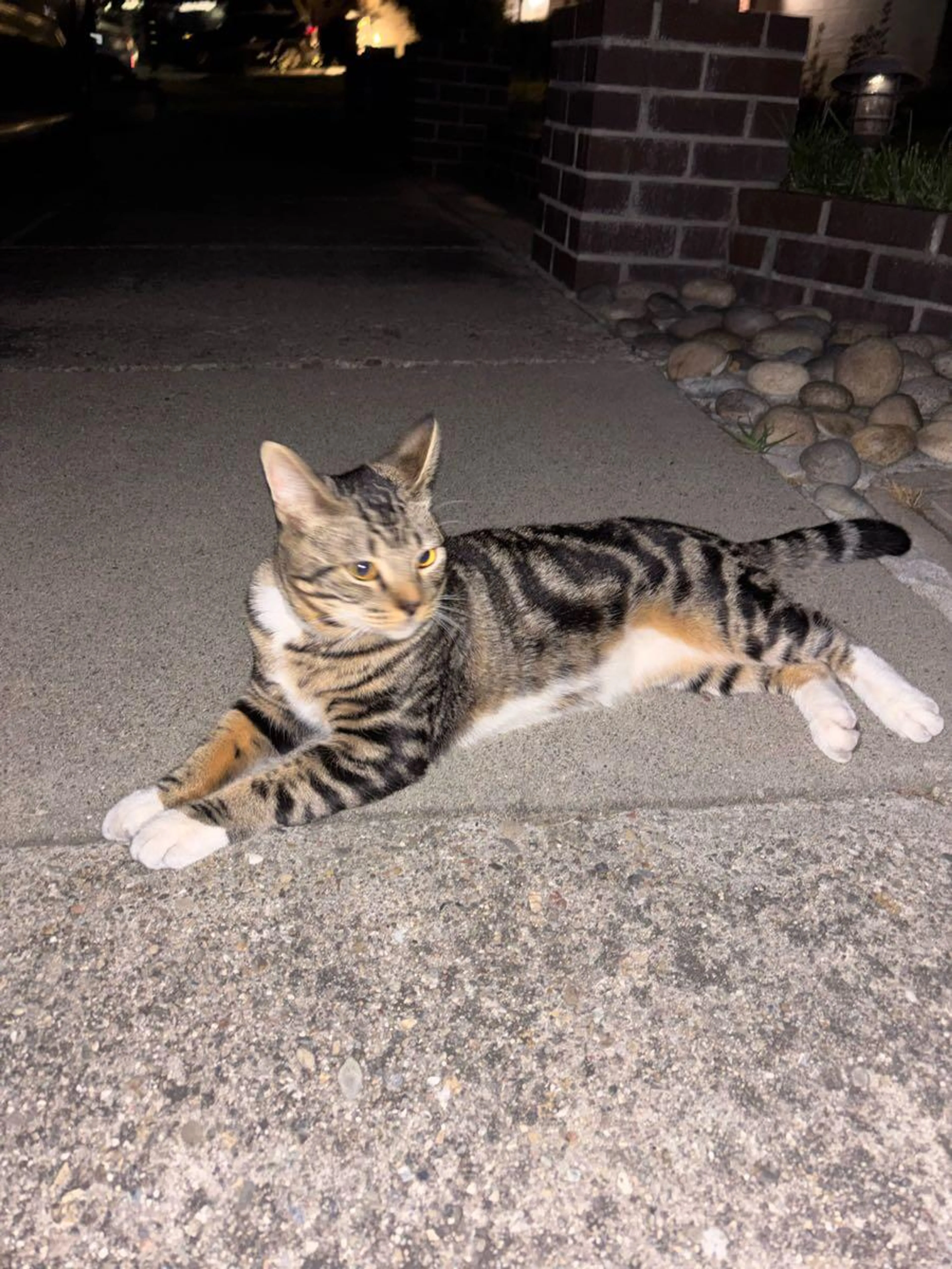 Found pet