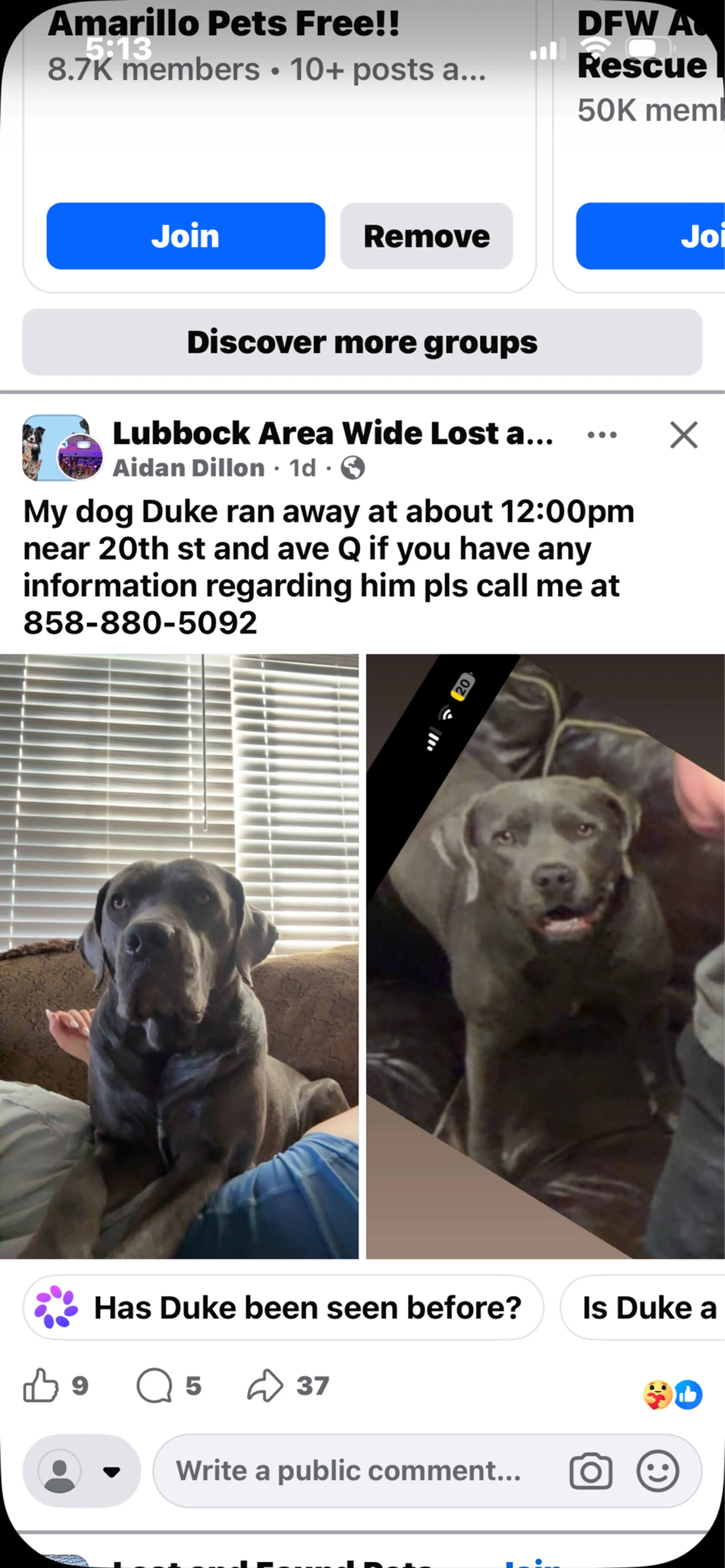 Found pet