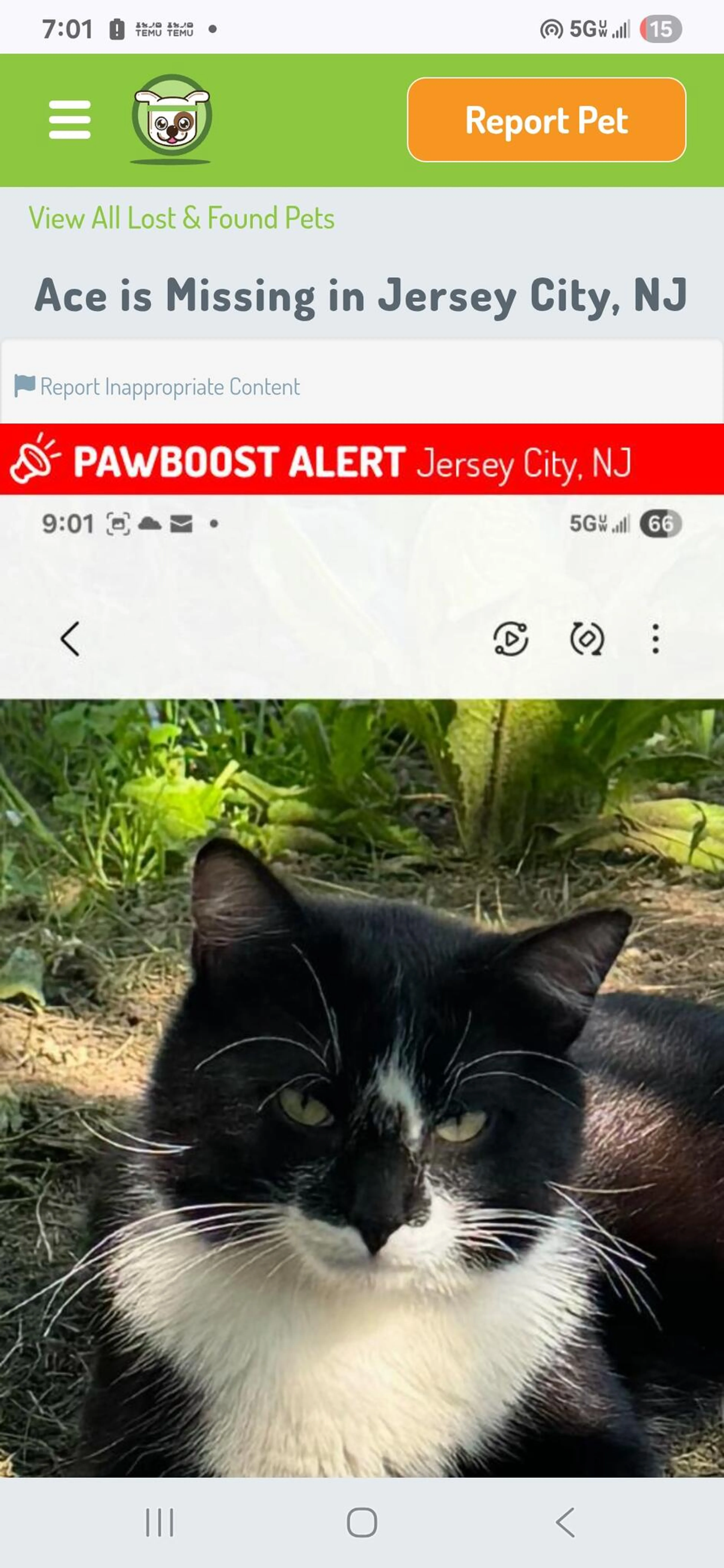 Lost pet