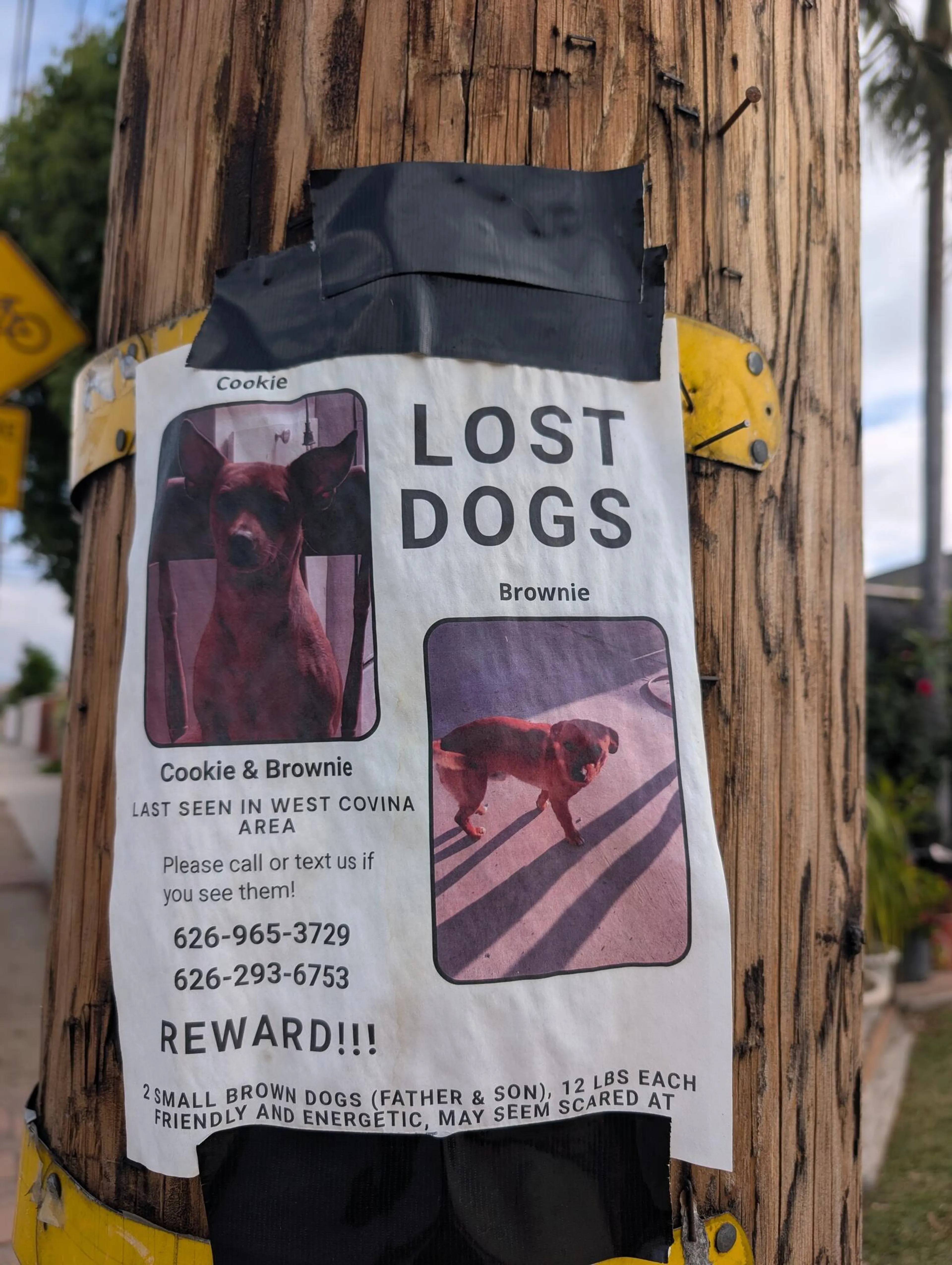 Lost pet