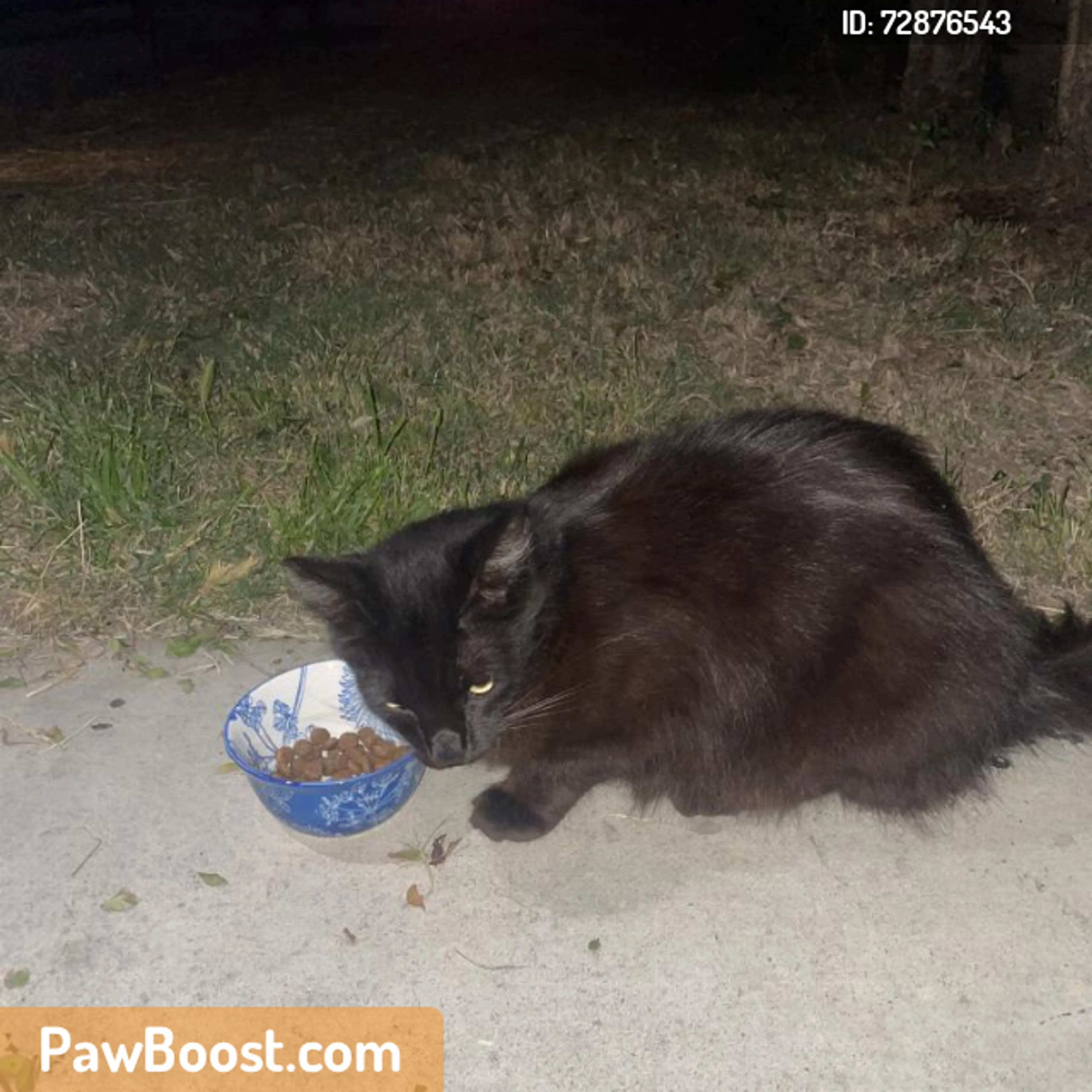 Found pet