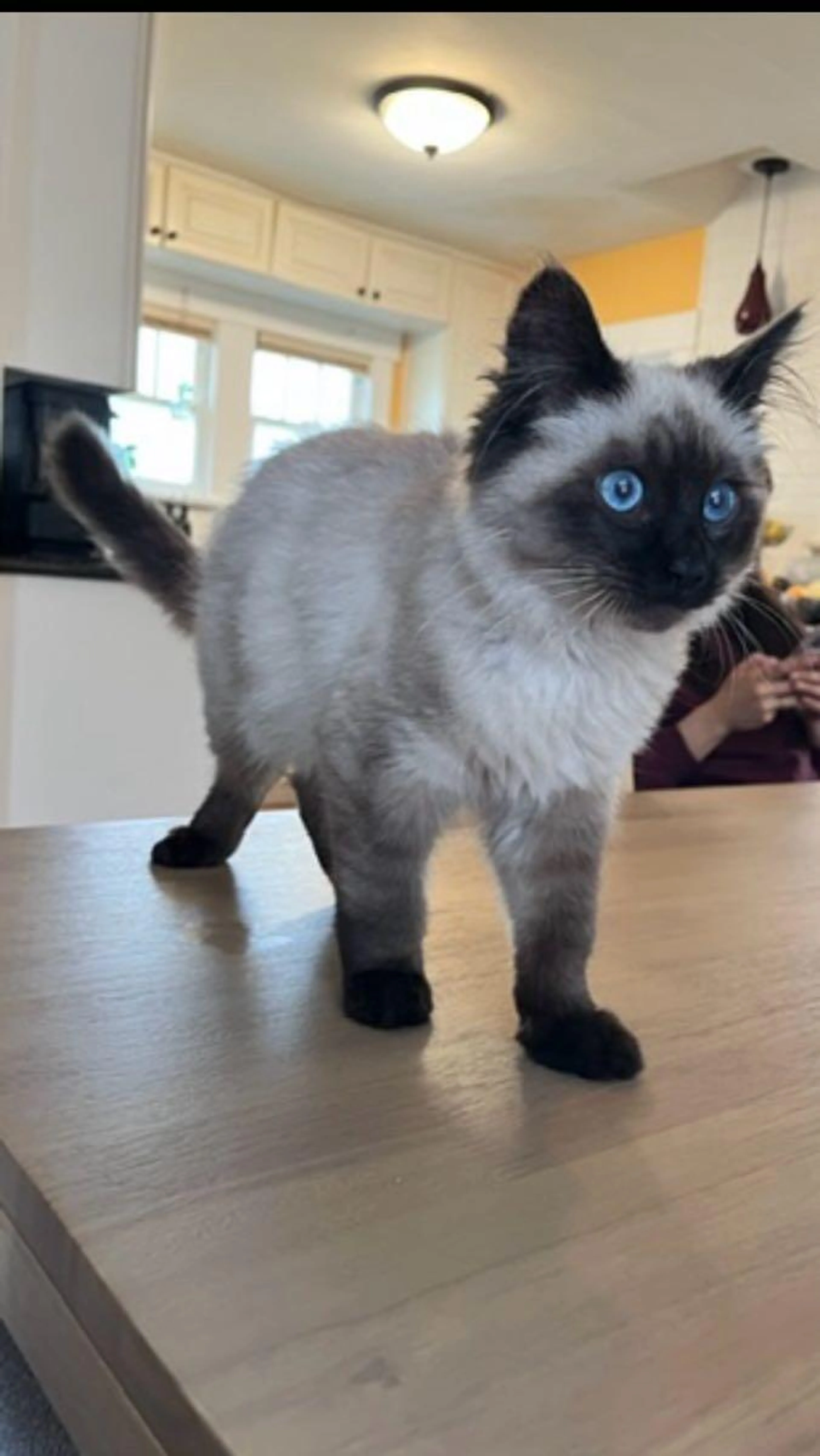 Lost pet