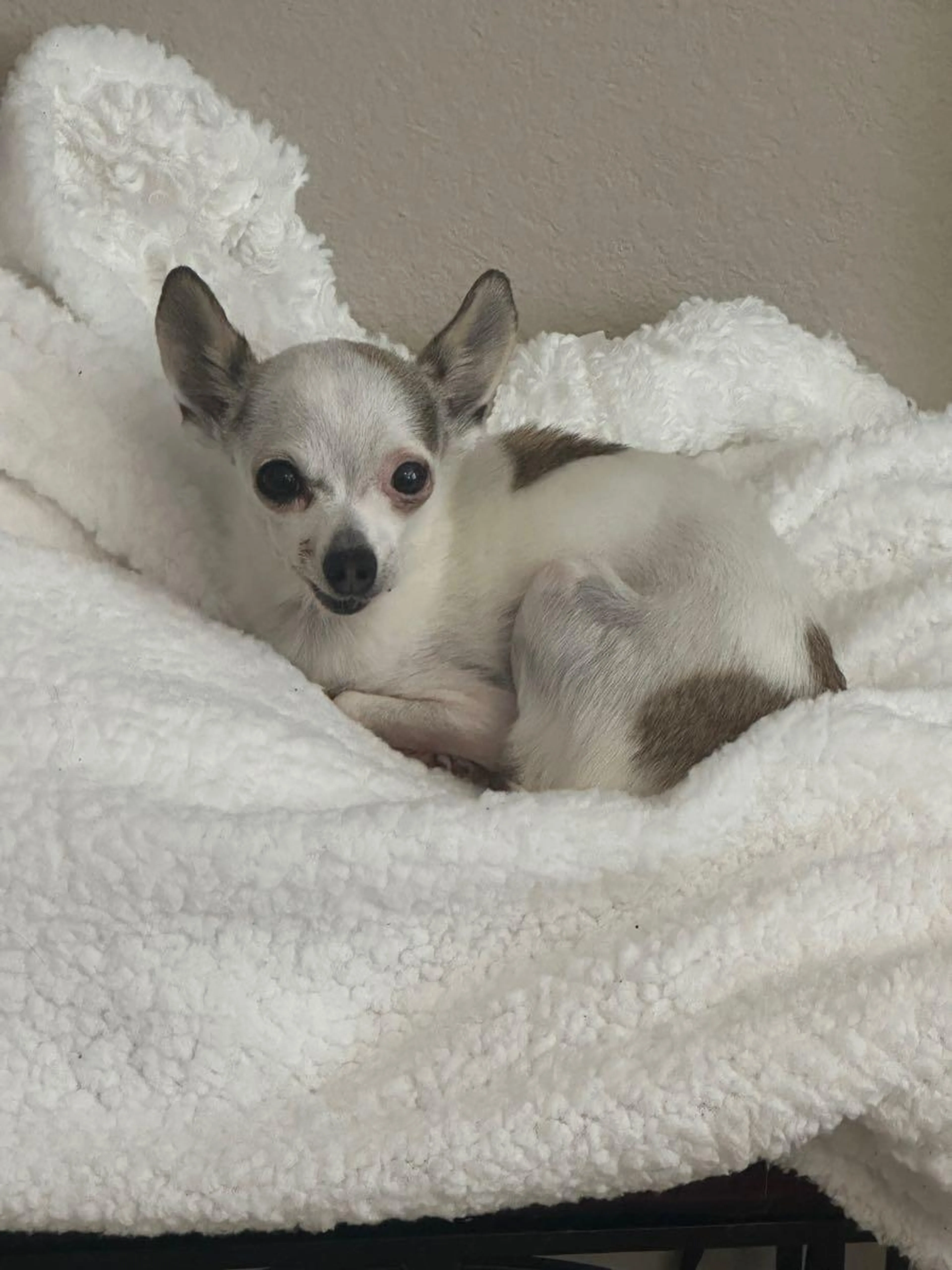 Lost pet