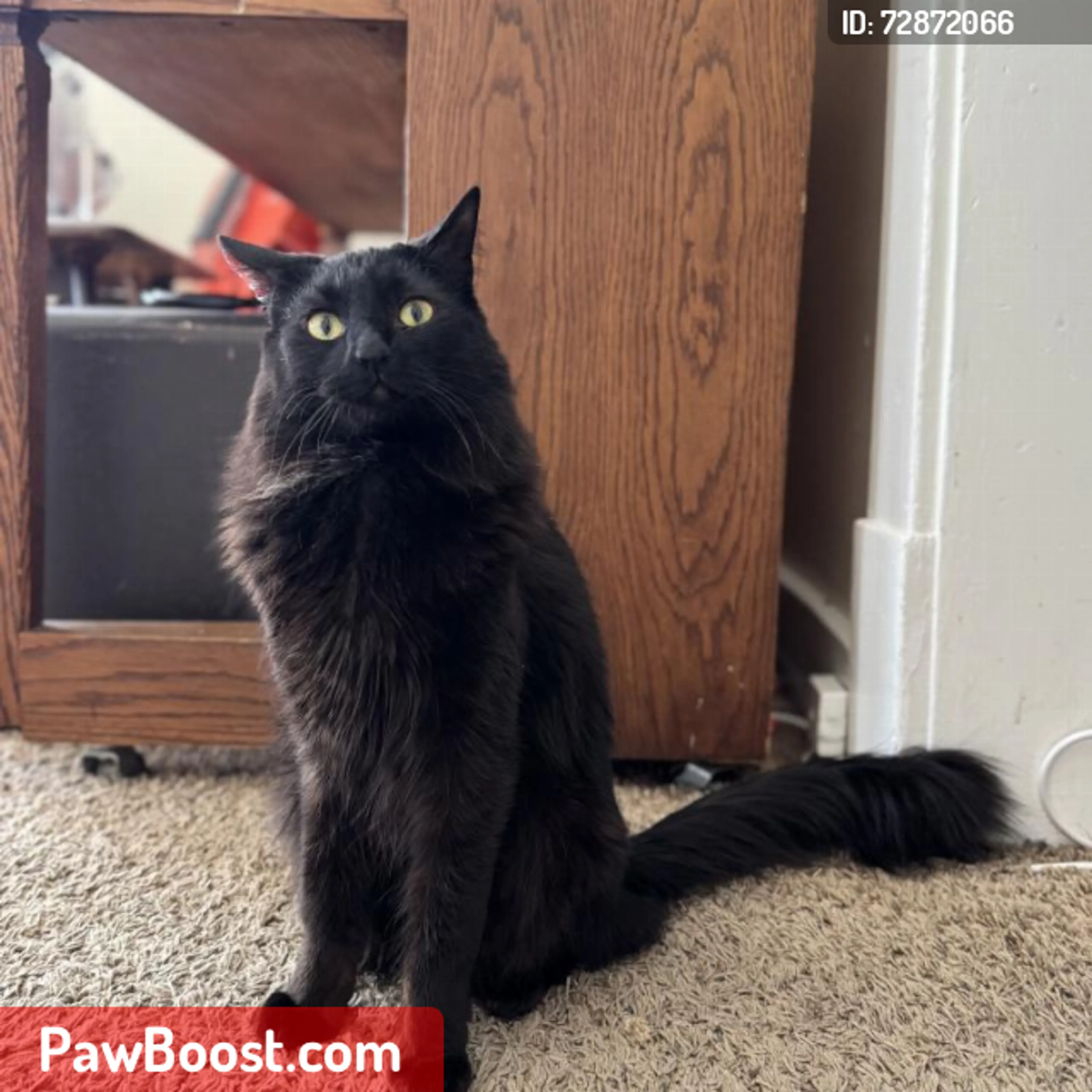 Lost pet