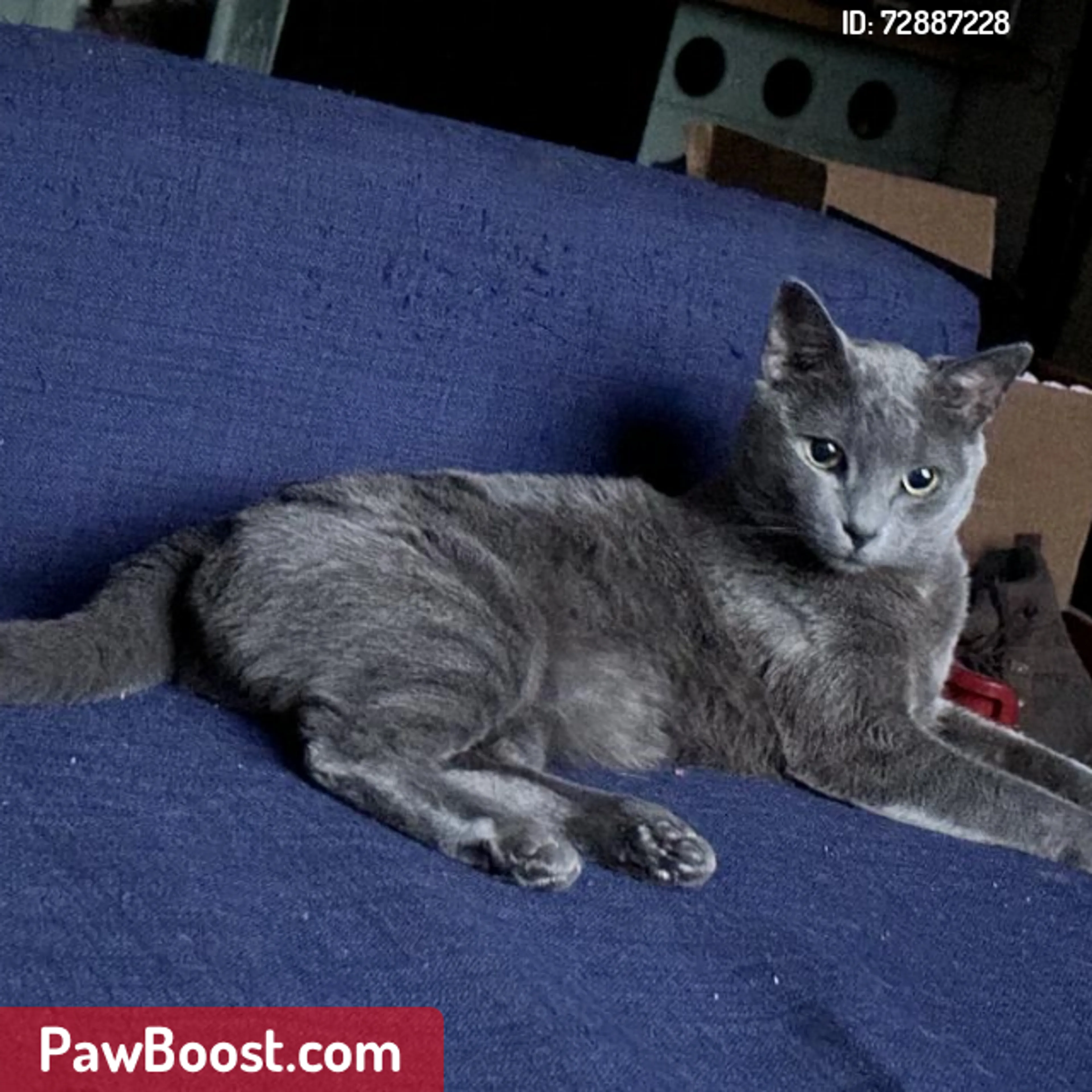 Lost pet