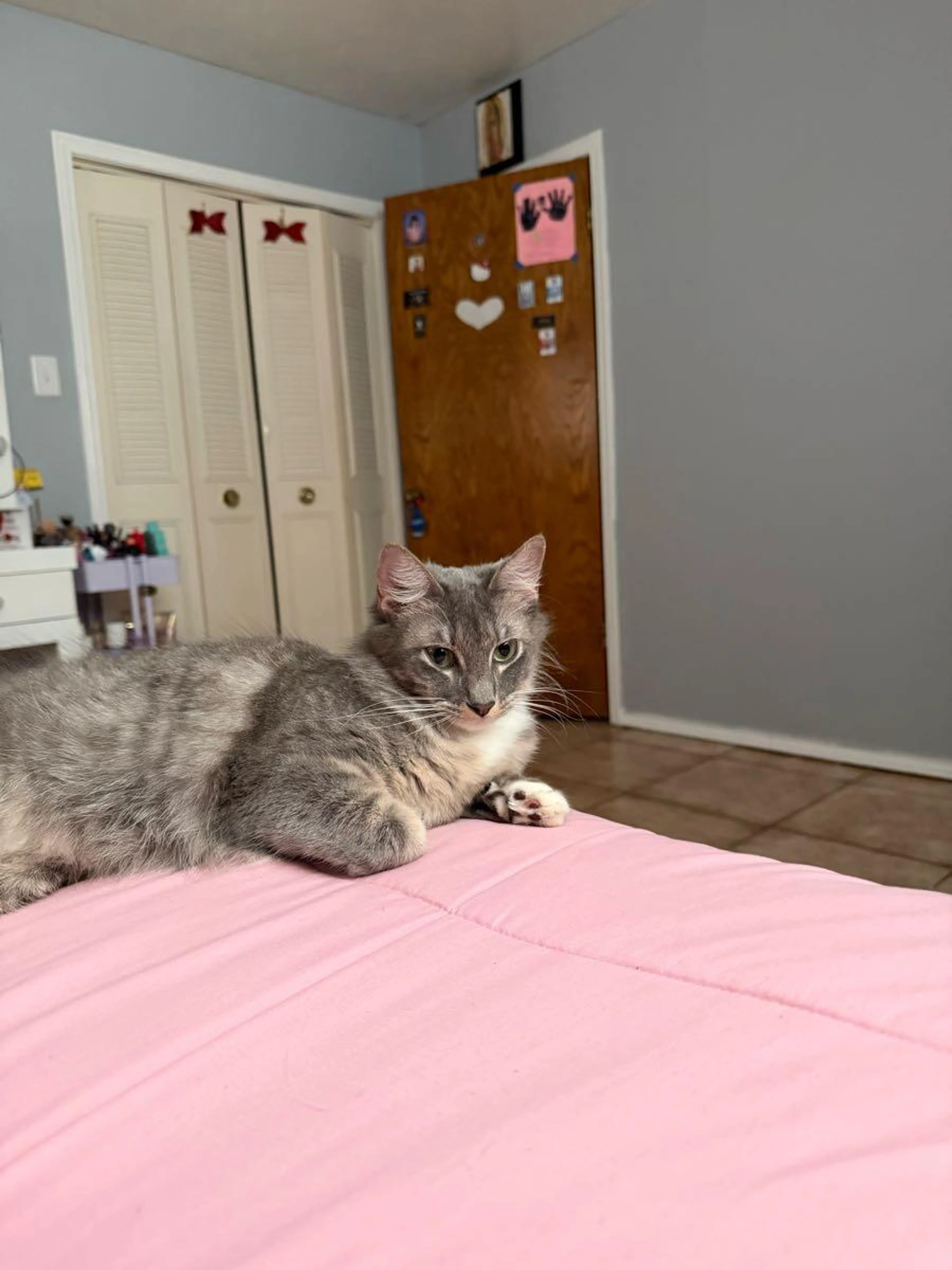 Found pet