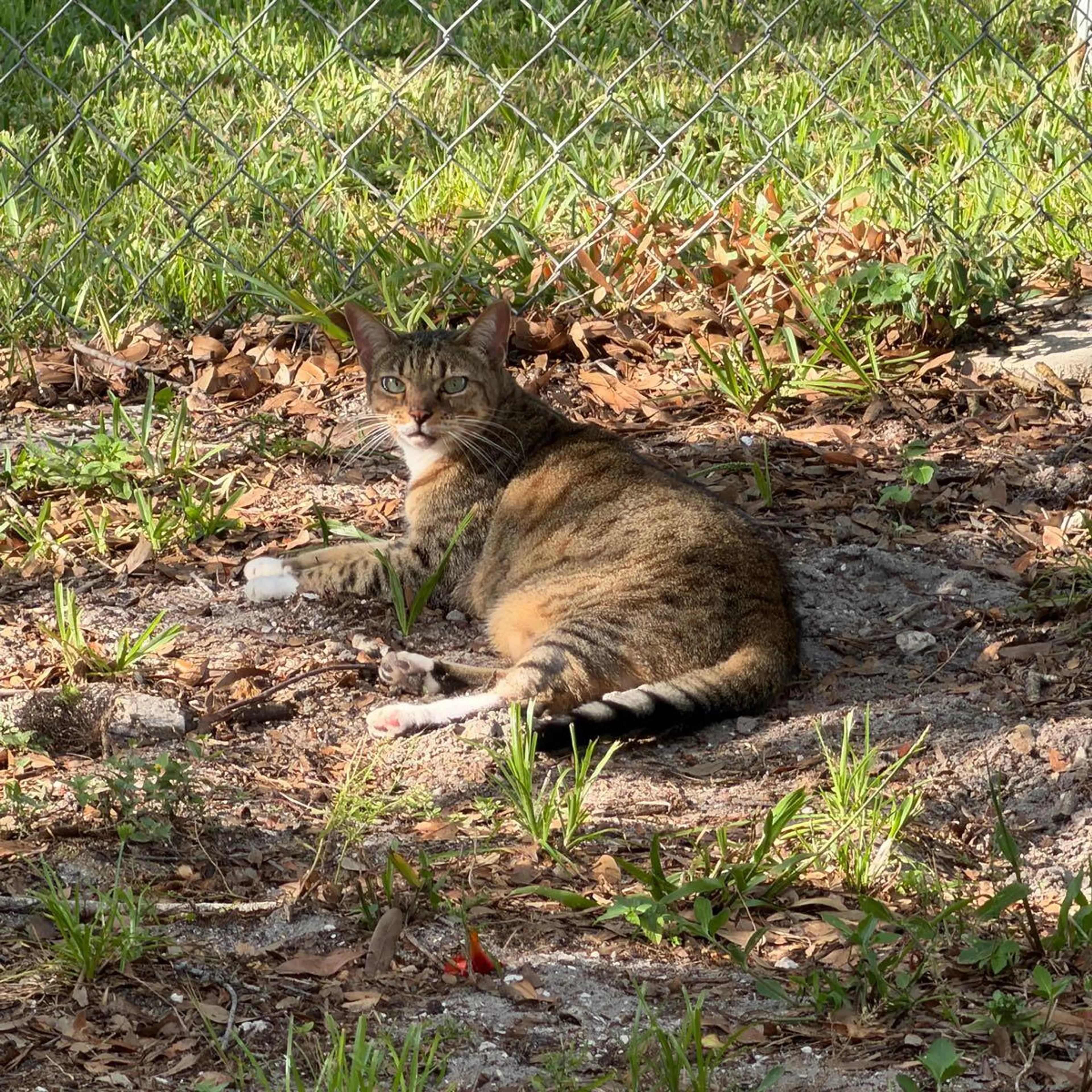 Found pet