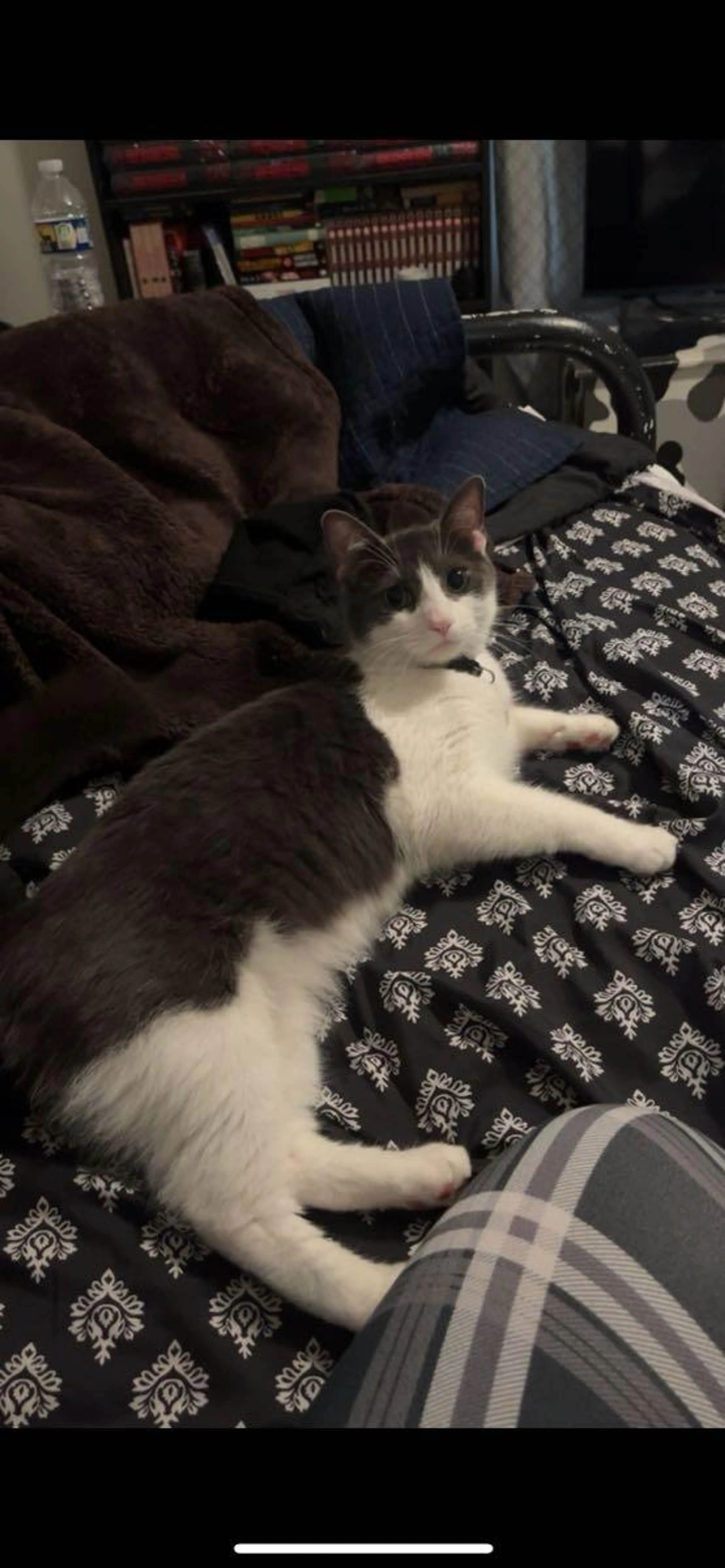 Found pet