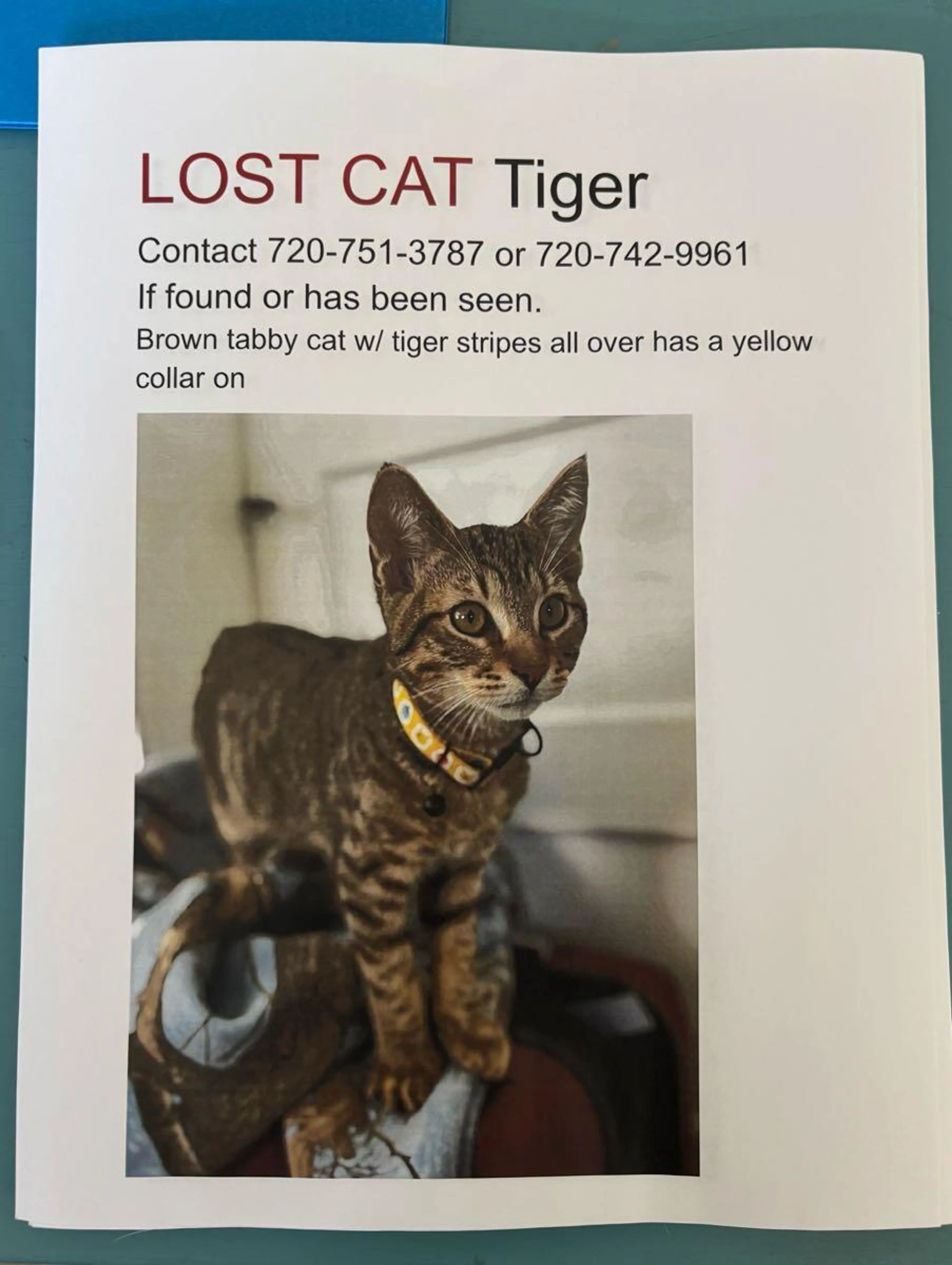 Lost pet