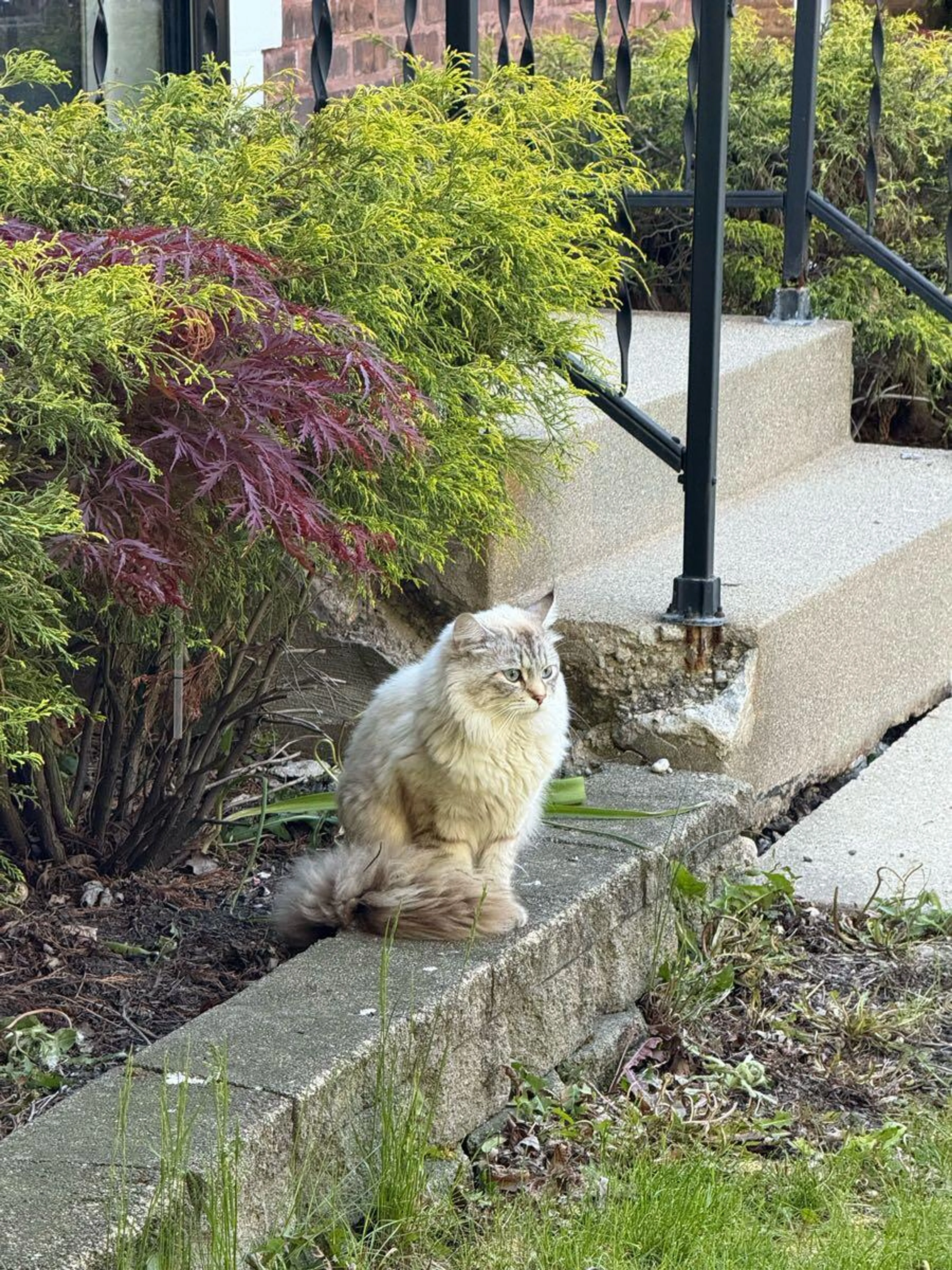 Found pet