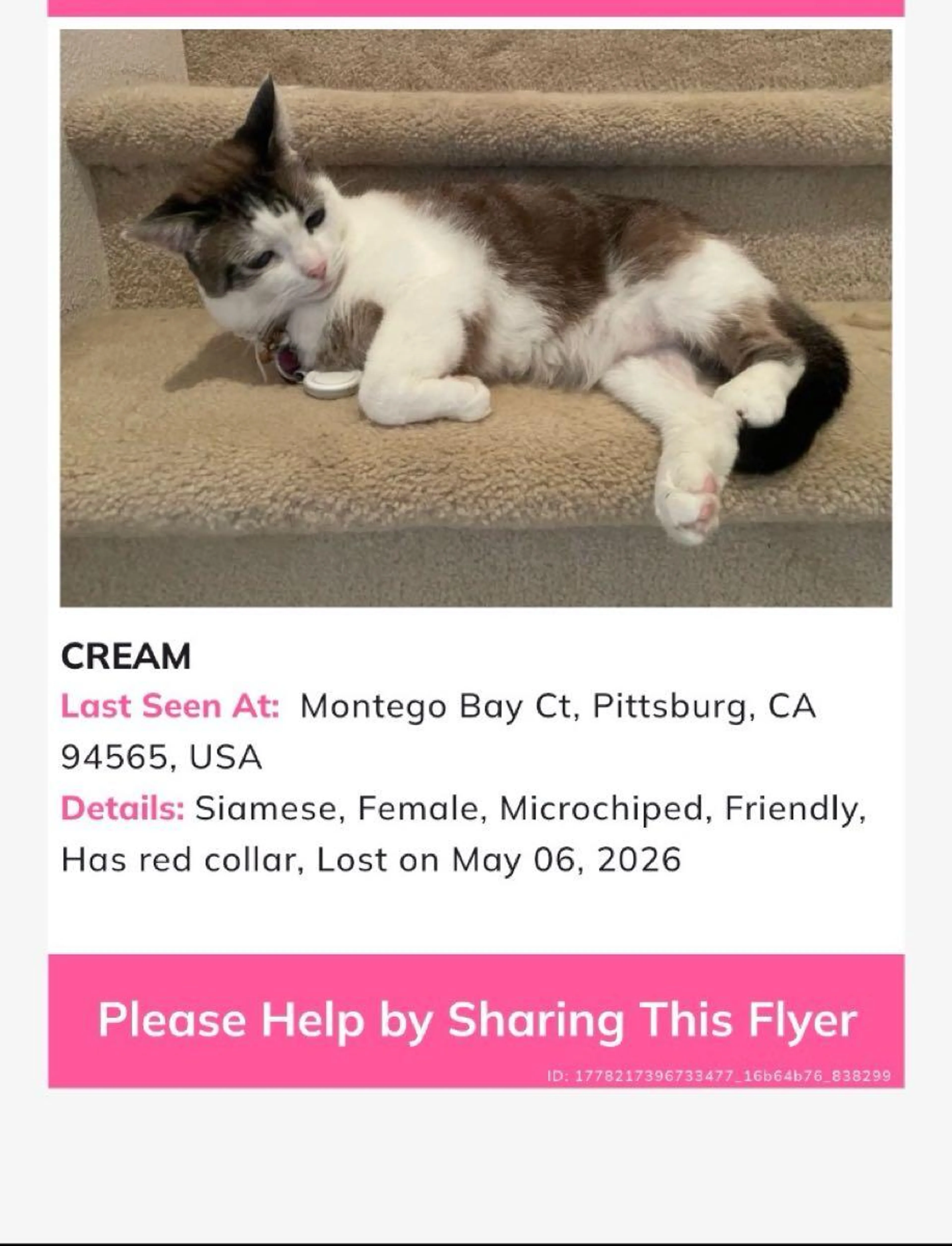 Lost pet
