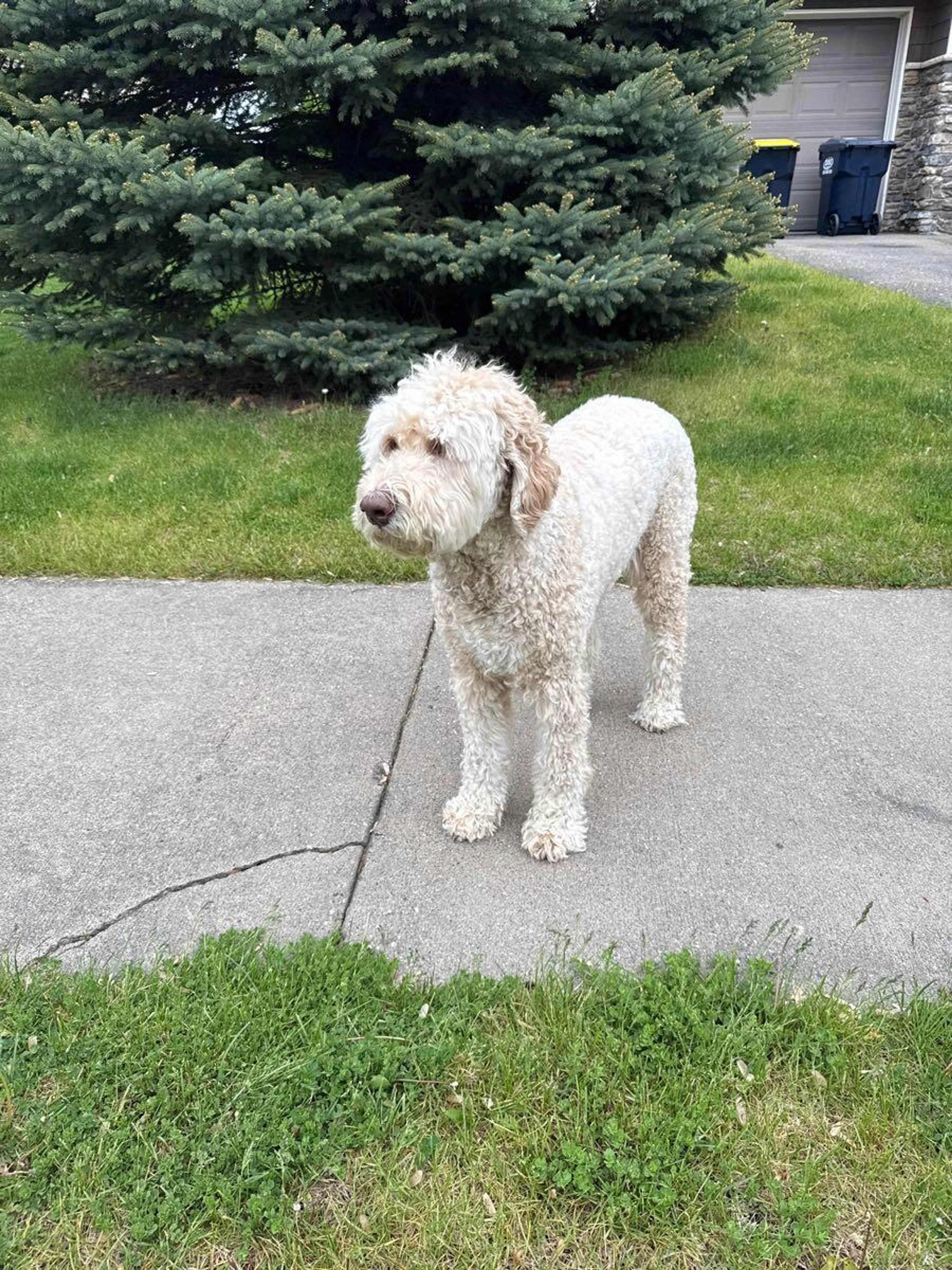 Found pet