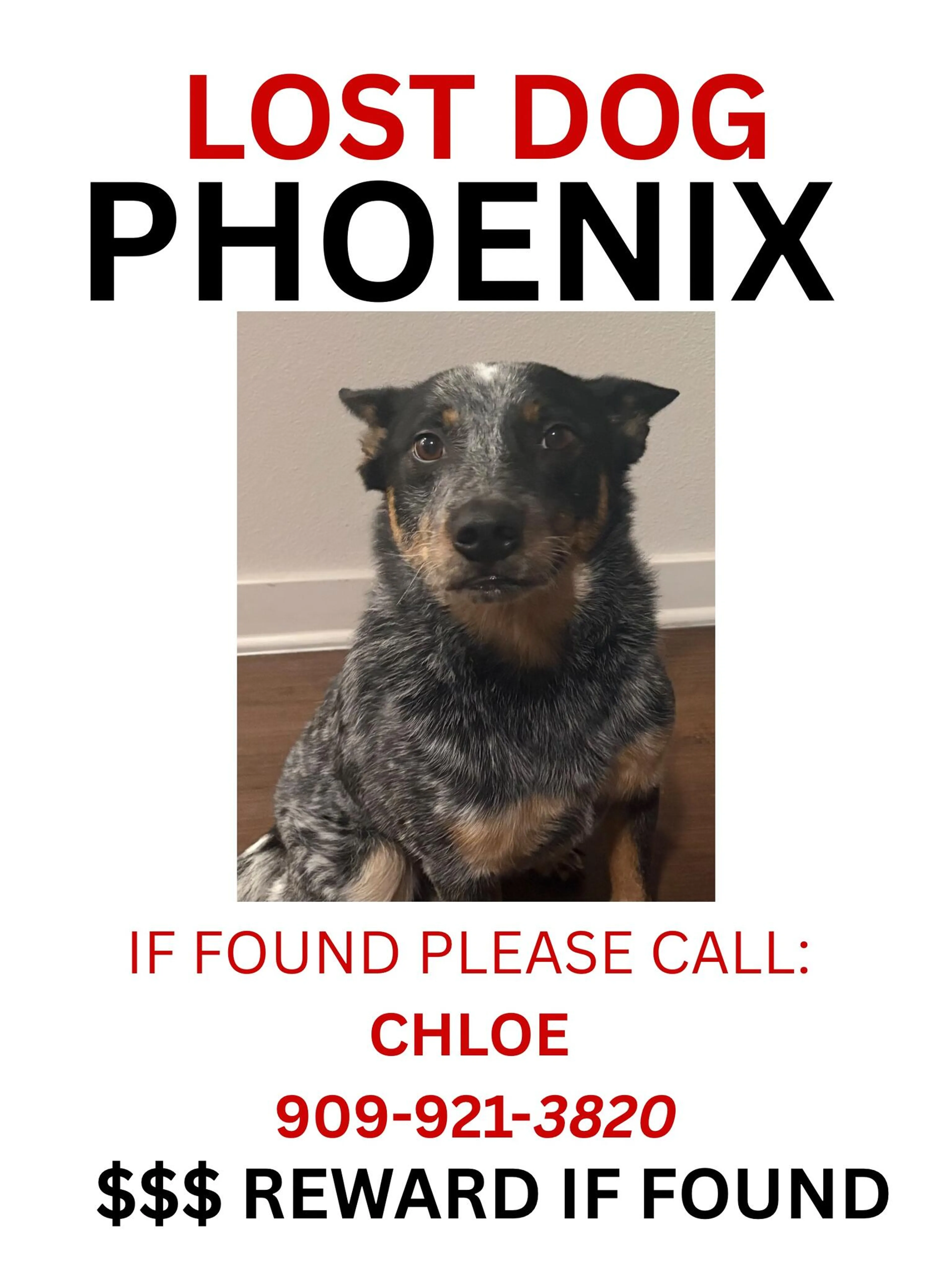 Lost pet