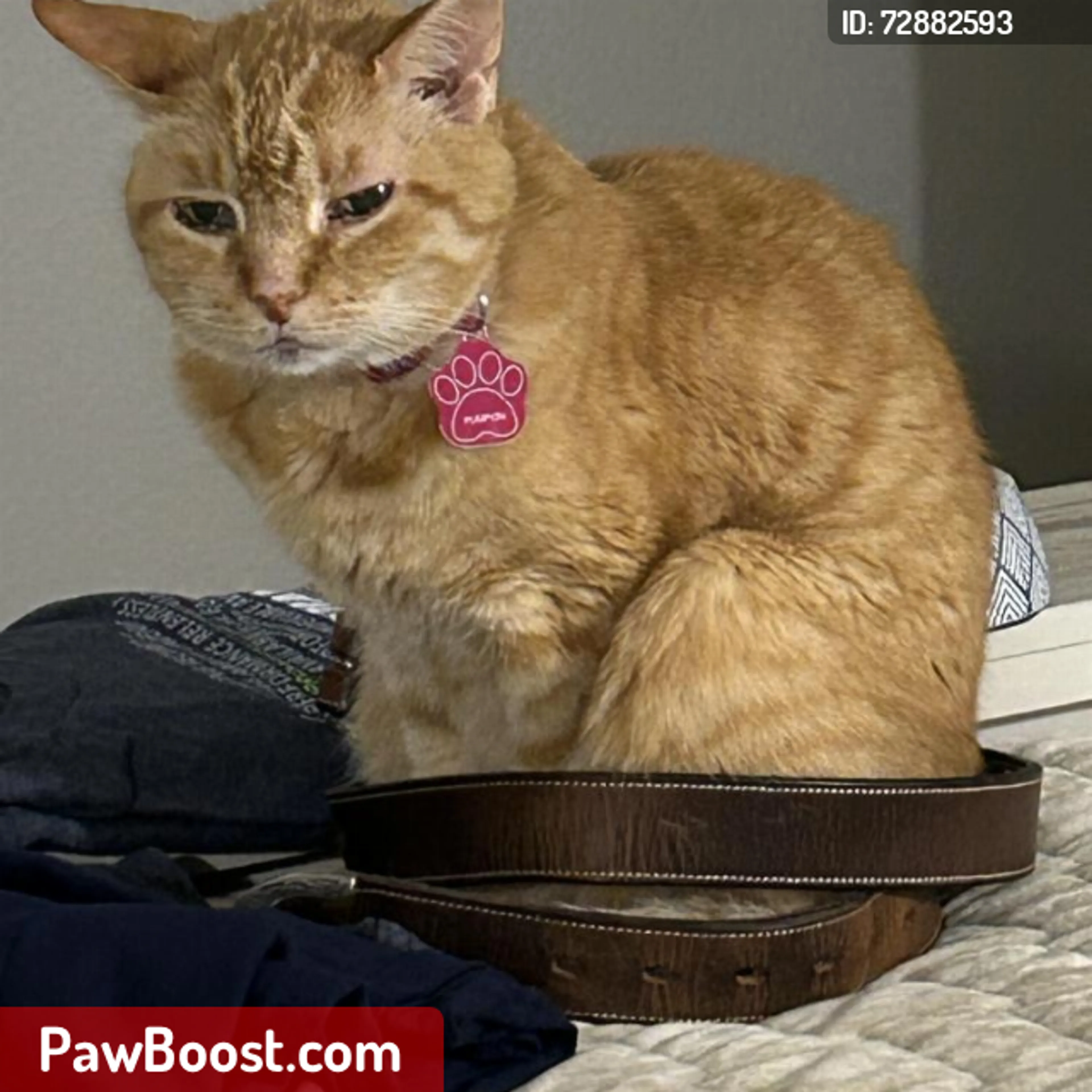 Lost pet