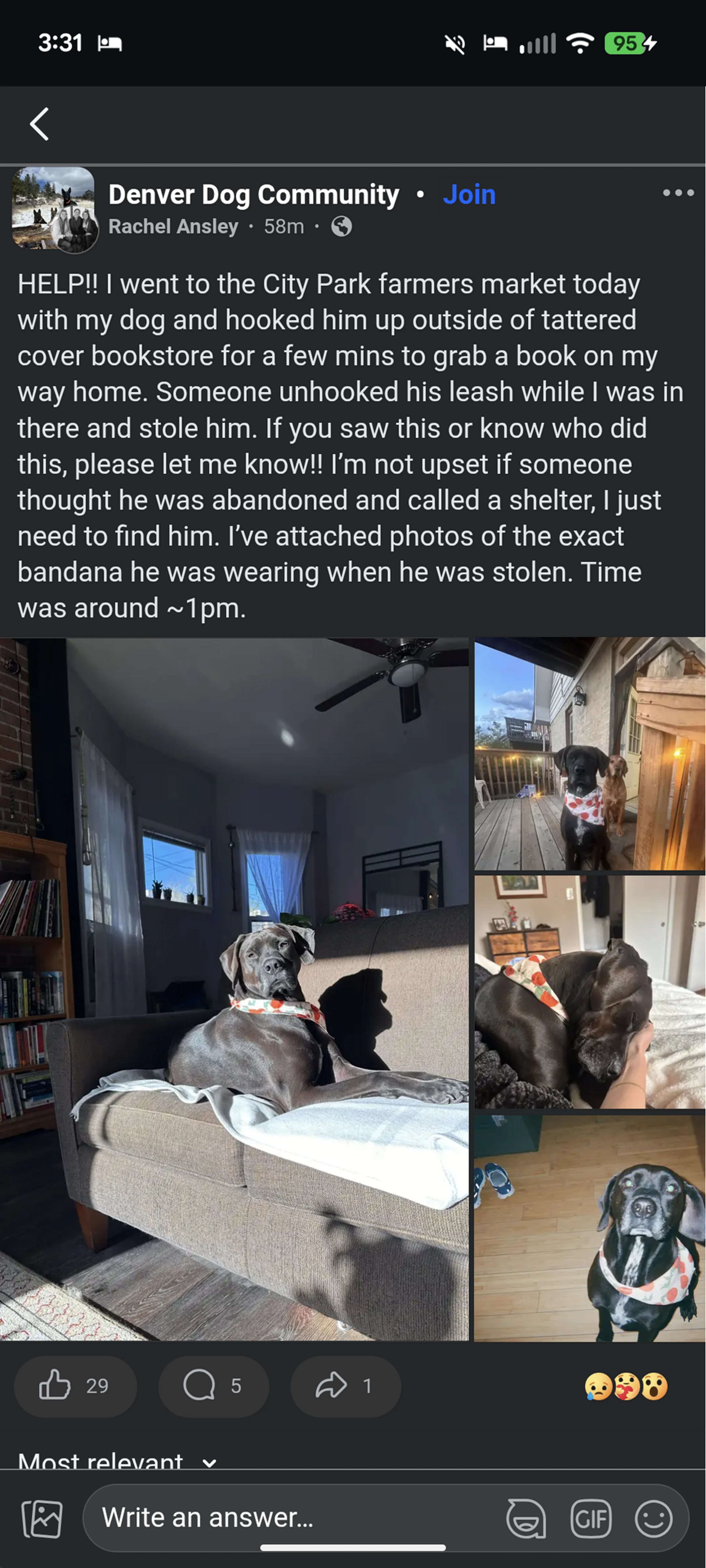 Found pet