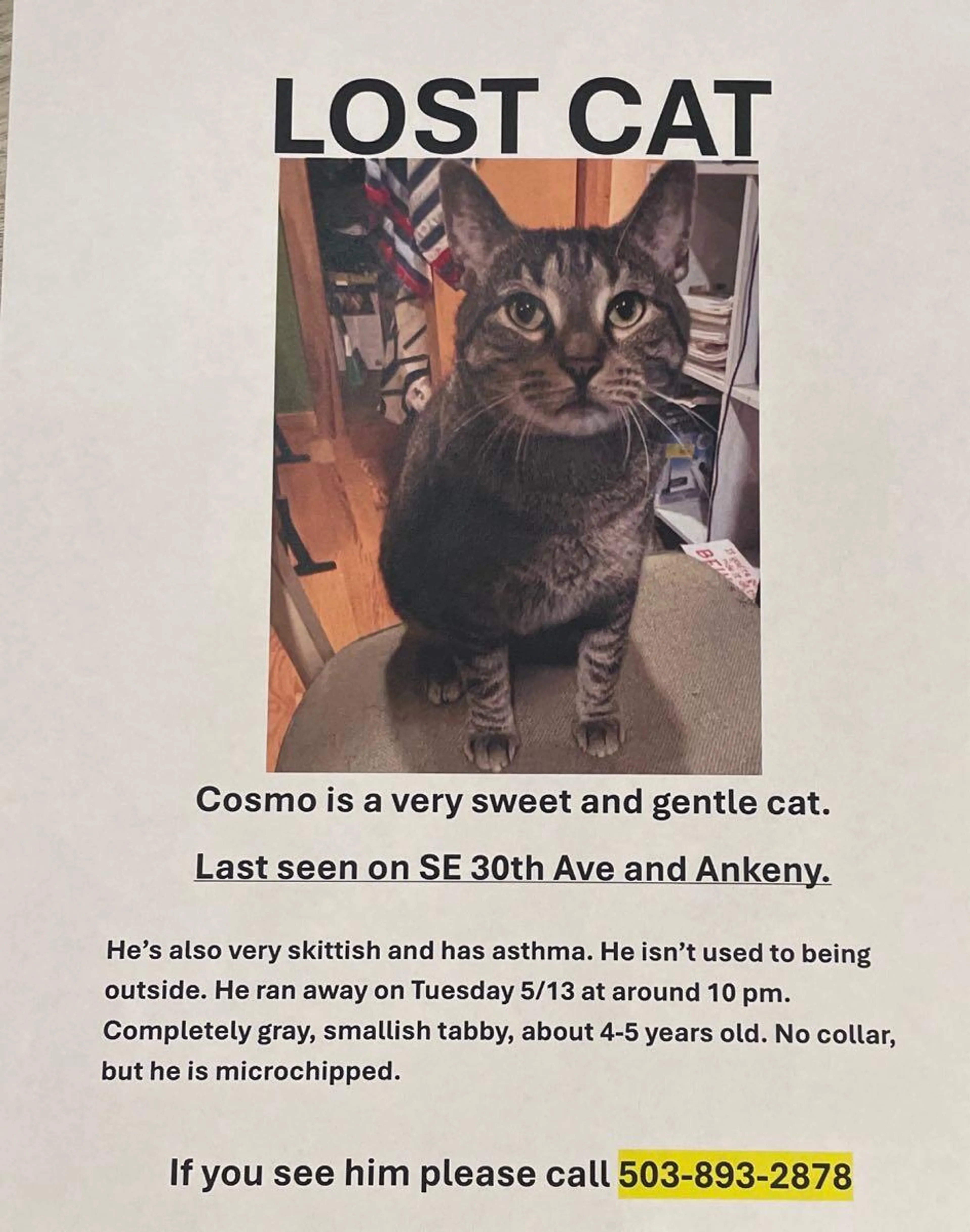 Lost pet