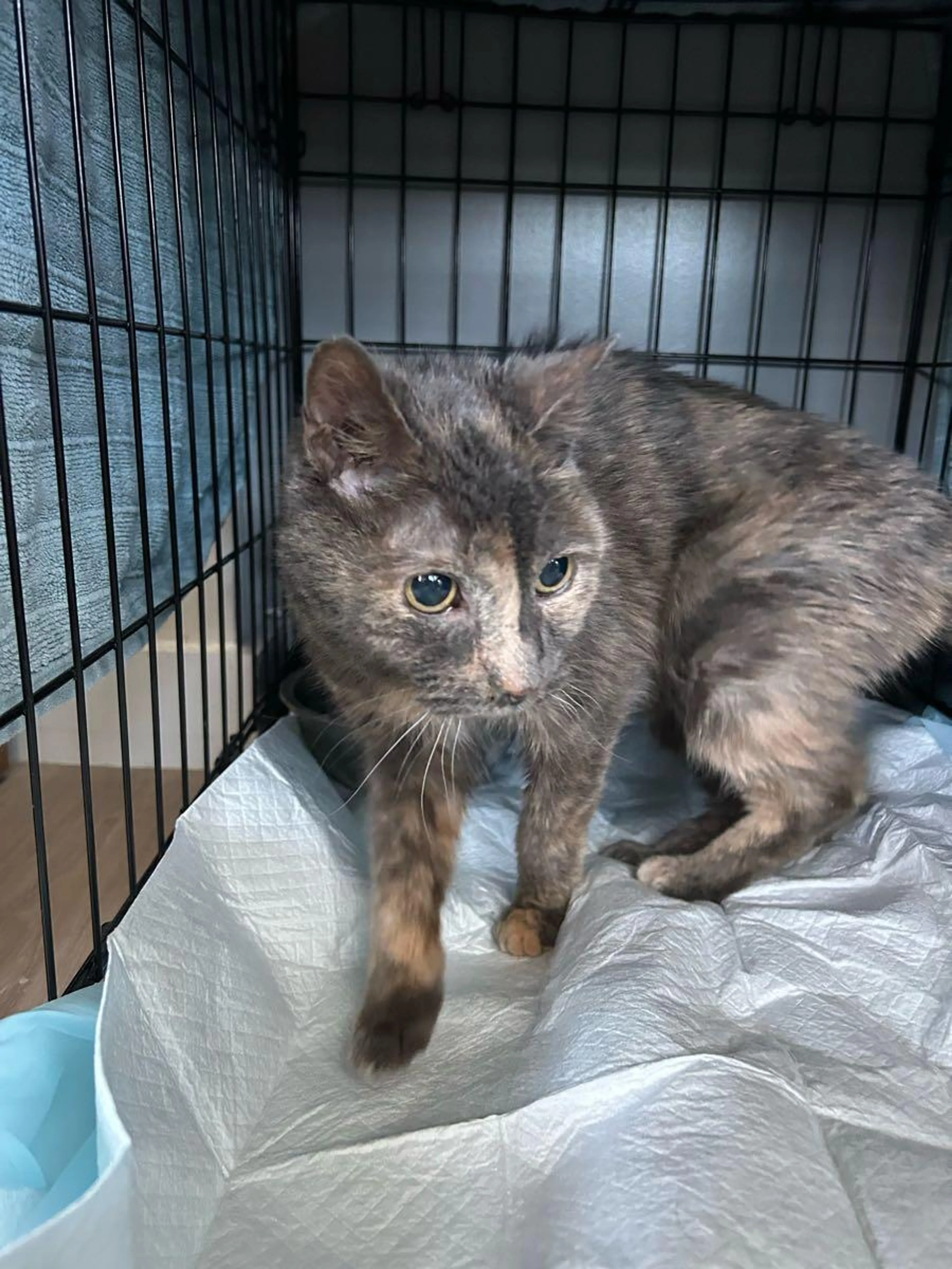 Found pet