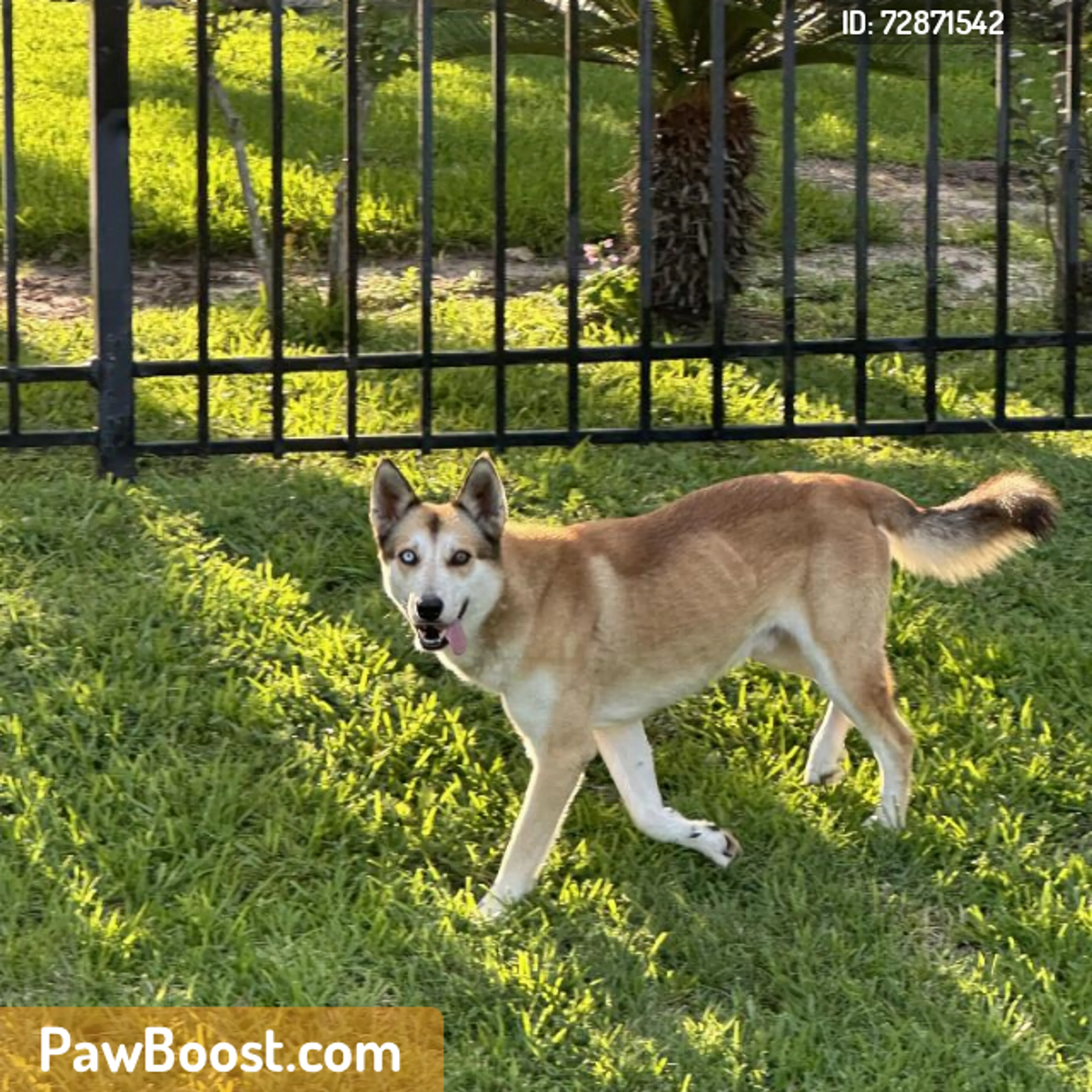 Found pet