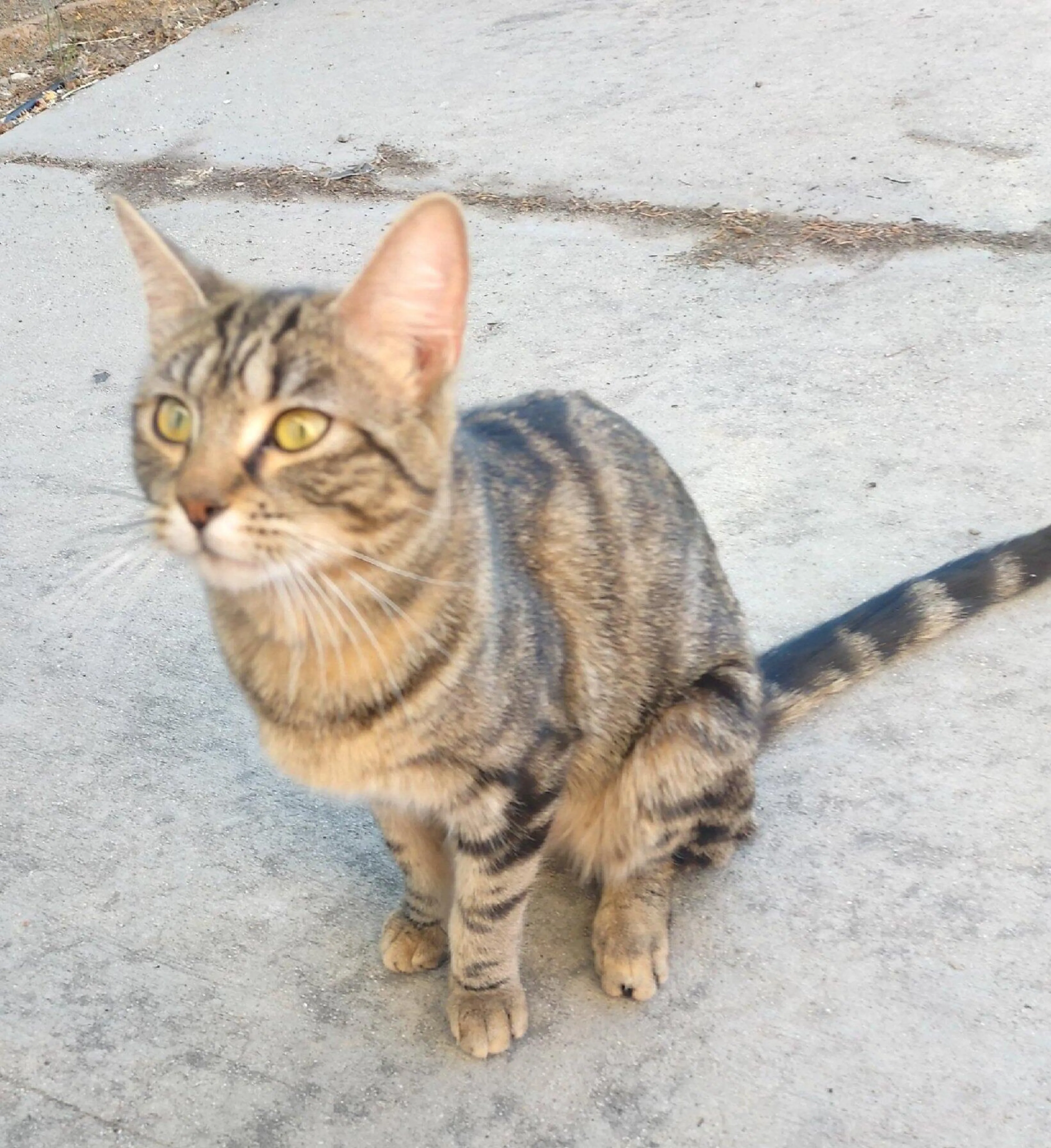 Lost pet