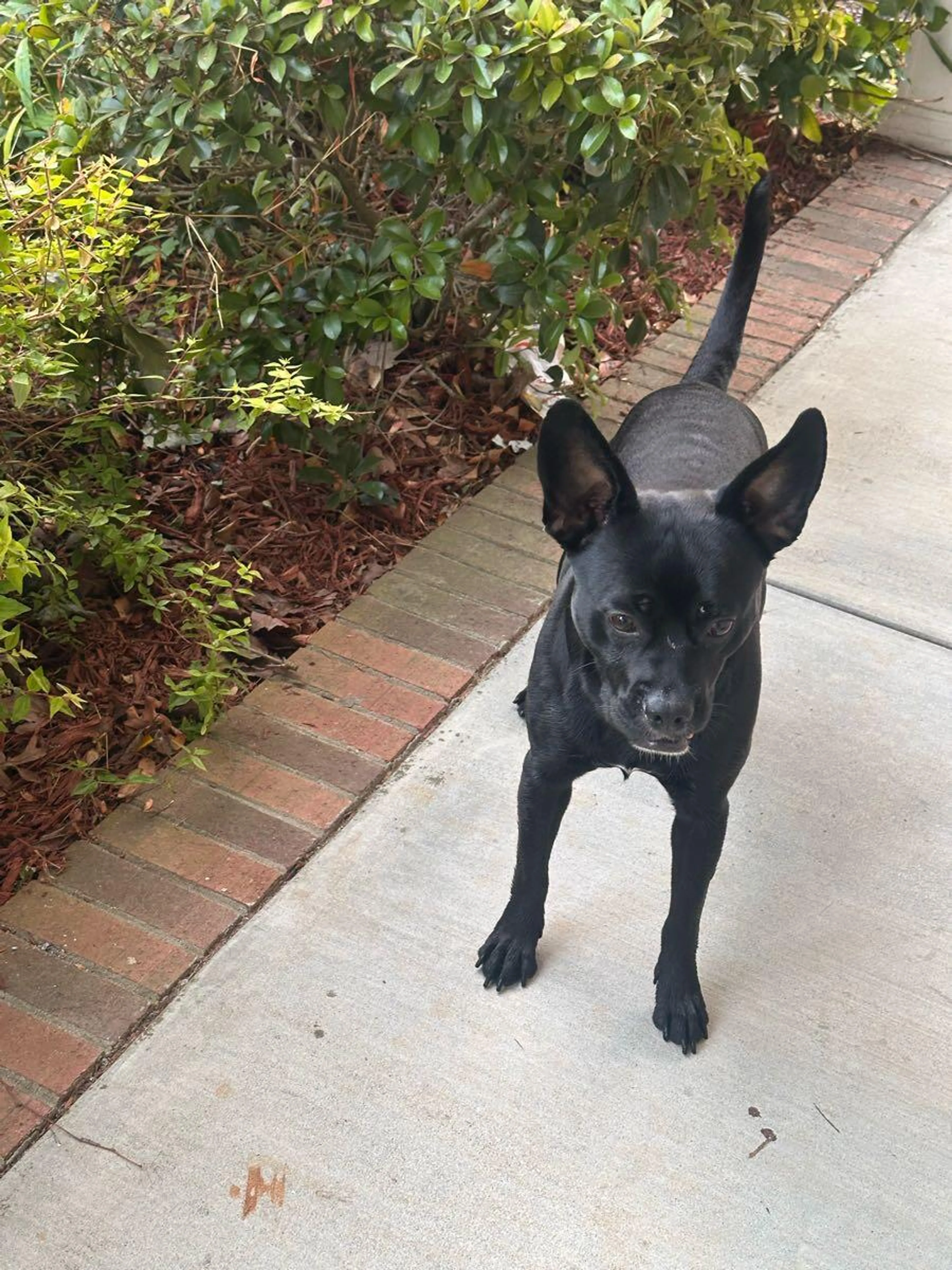 Found pet