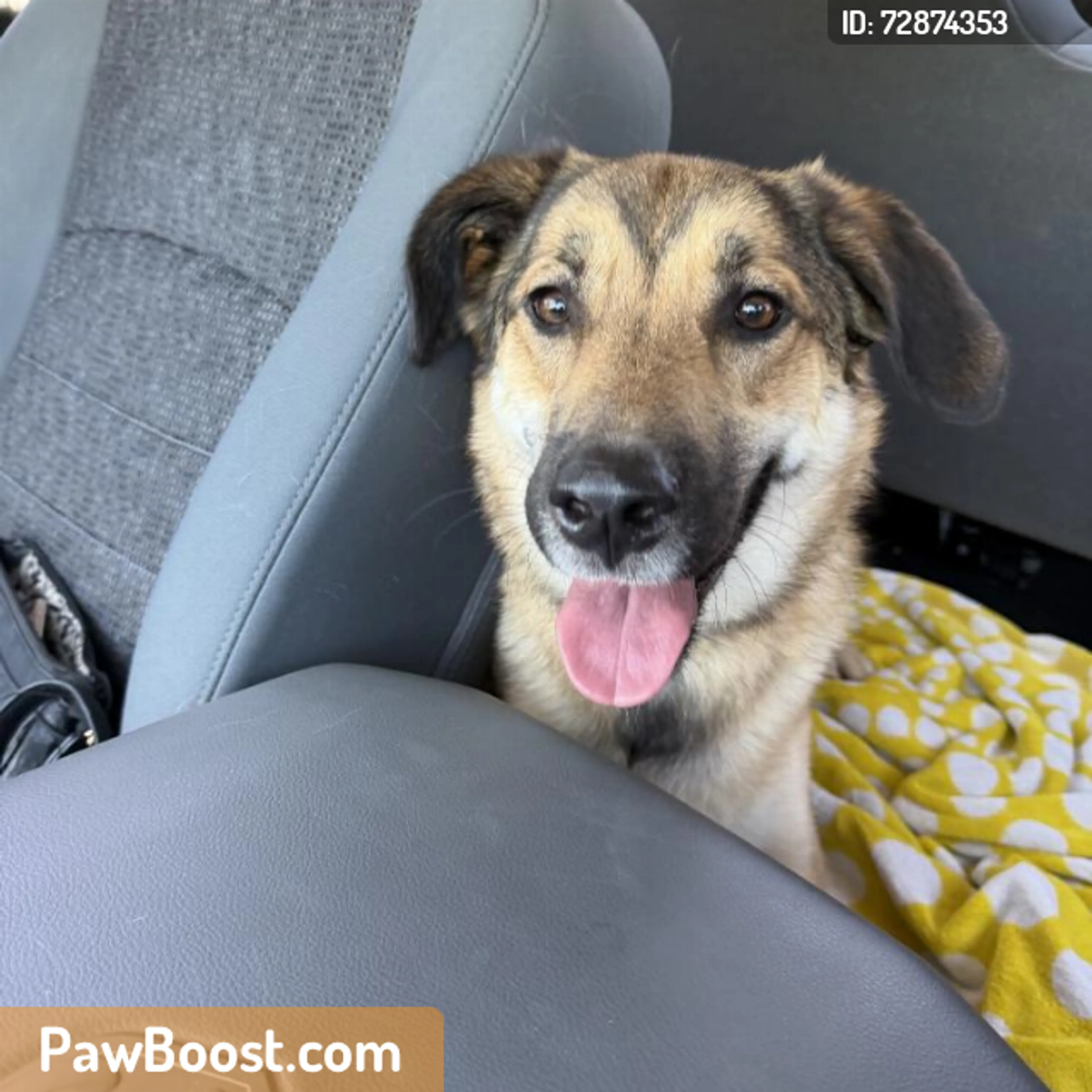 Found pet