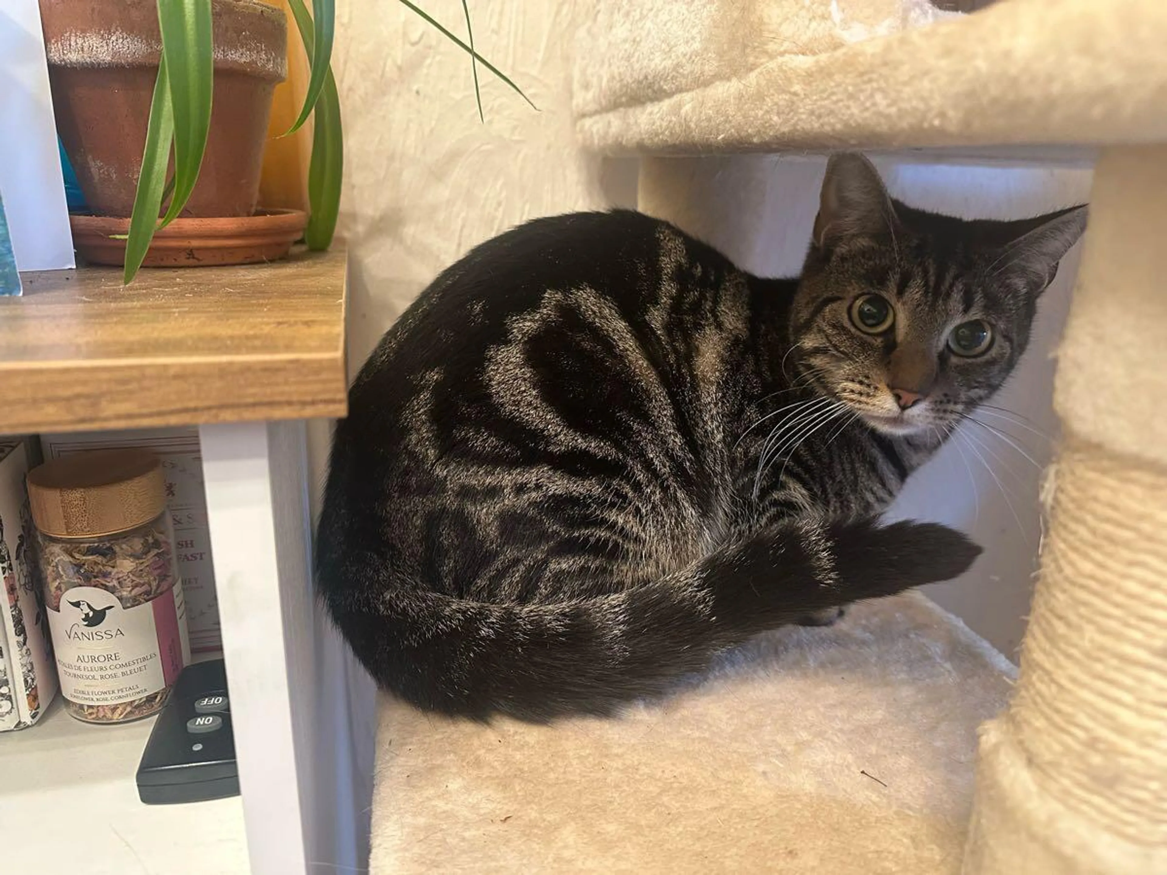 Found pet