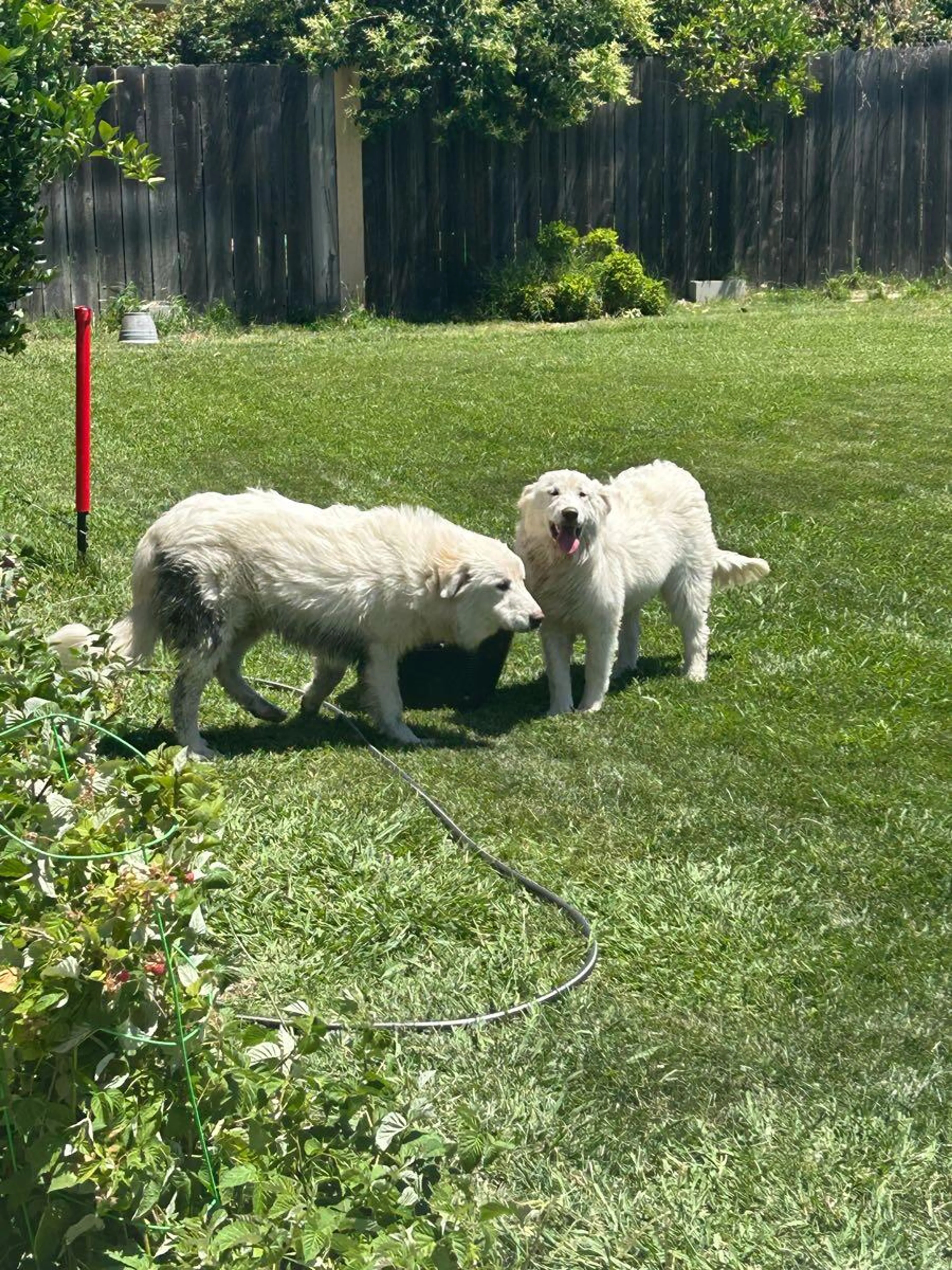 Found pet