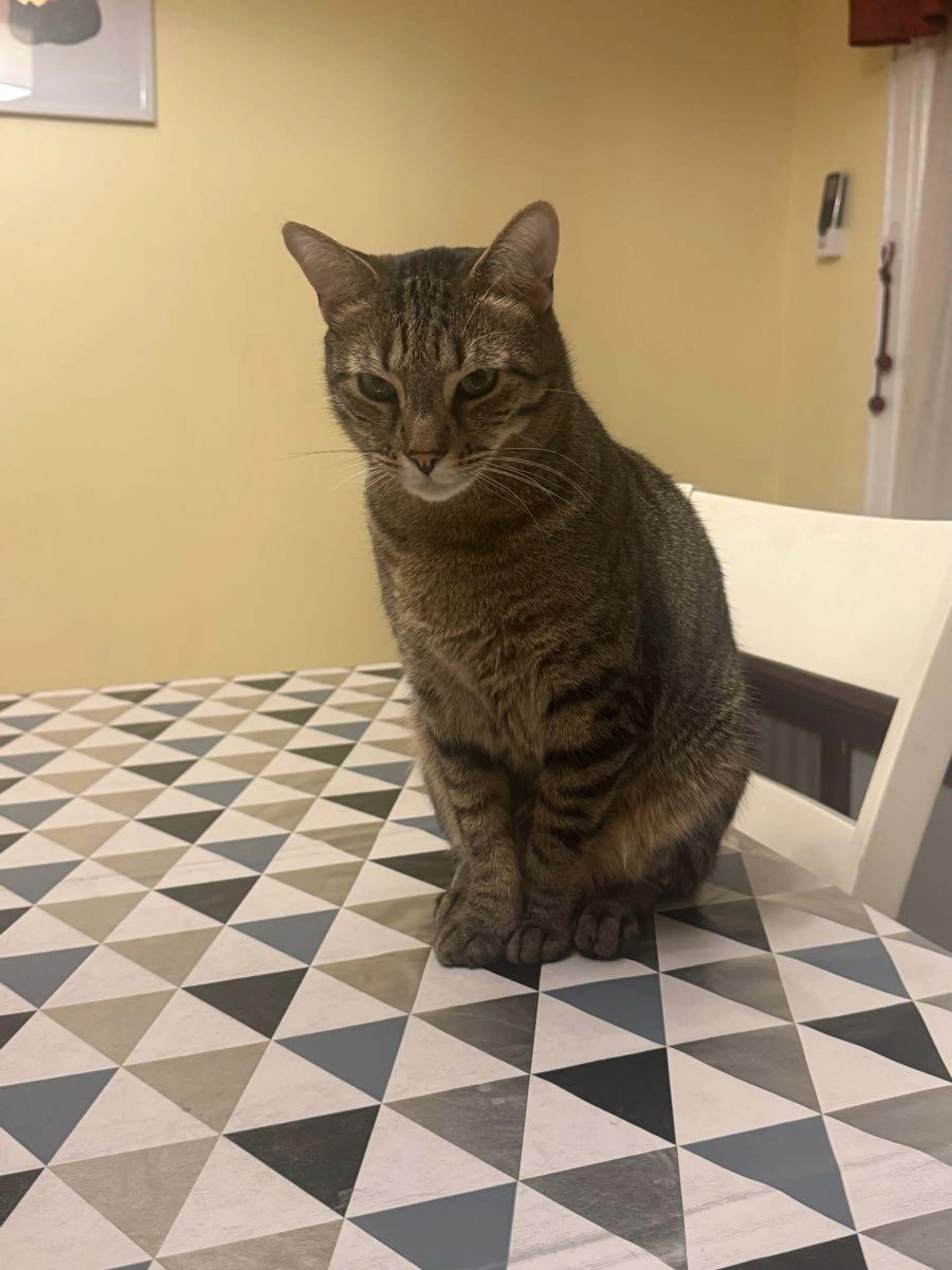 Lost pet