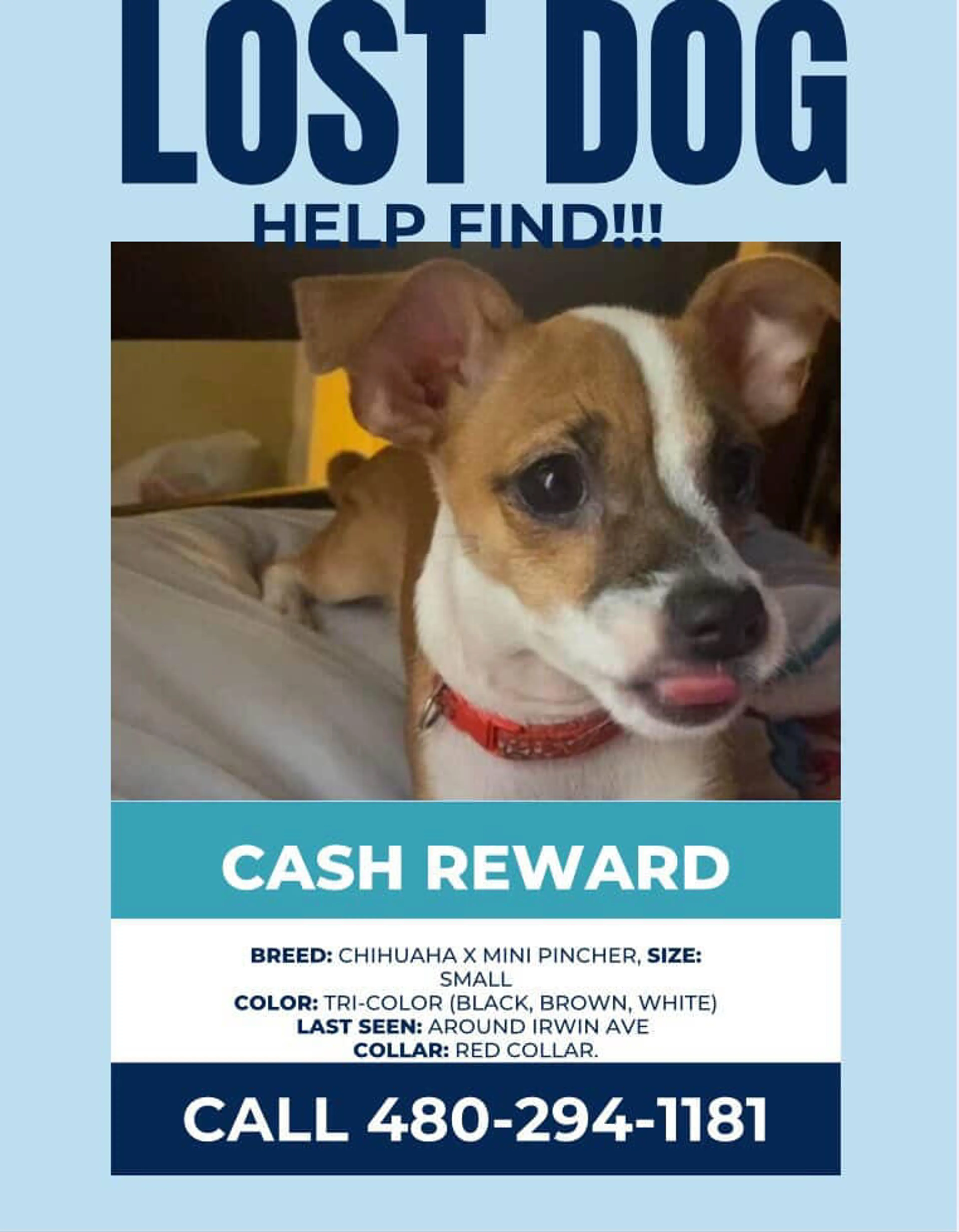 Lost pet