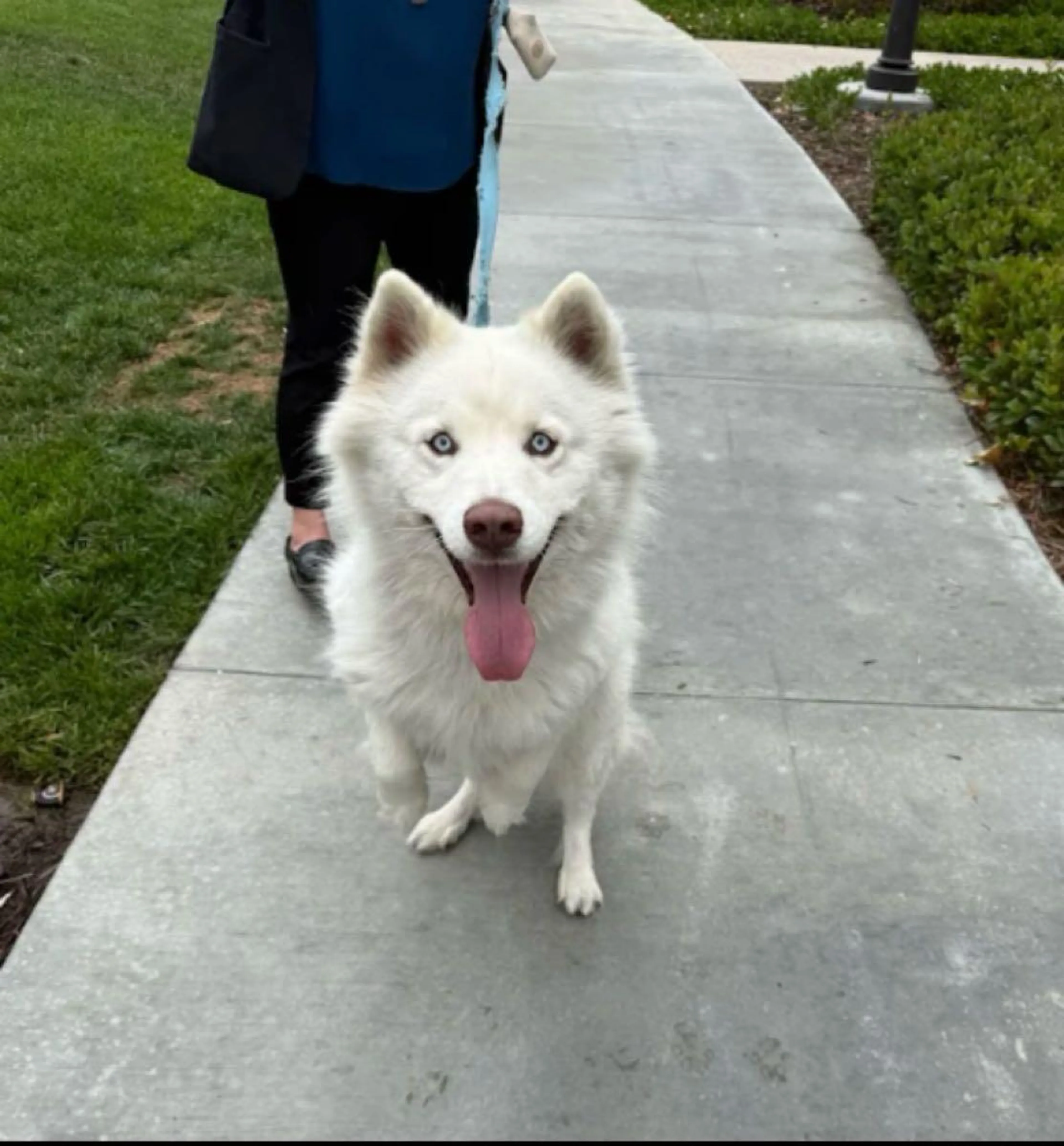 Found pet